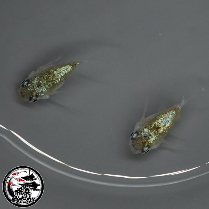 〖1ペア〗ゾンクレヘイキダルマ メダカ 成魚｜ダルマ体型 改良メダカ 人気品種