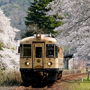 丹後鉄道_春_02