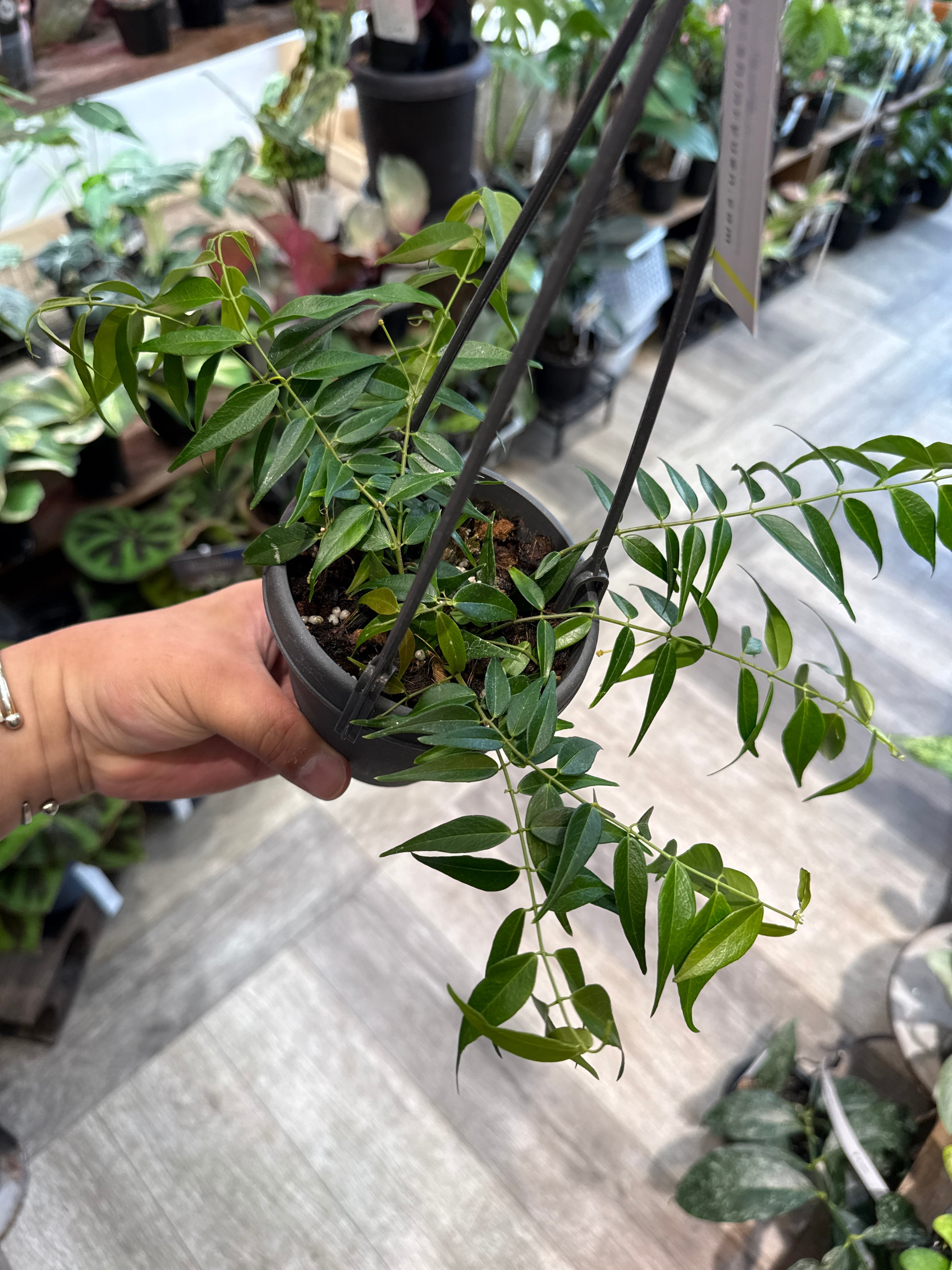 Hoya Leucantha / ホヤ レウカンサ | Gardenえん 【観葉熱帯植物】