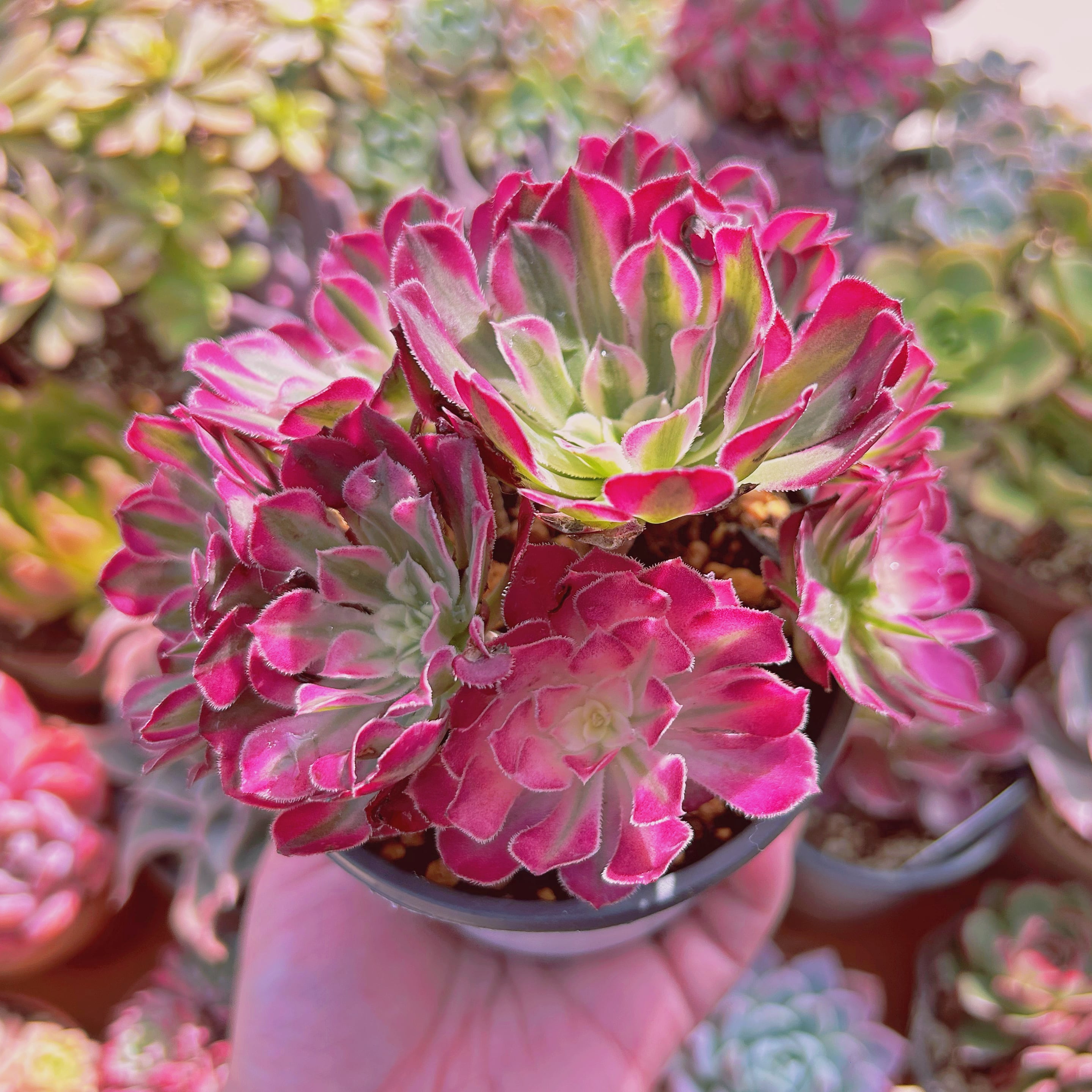 多肉植物 Aeonium ブラックチェリー 5～7頭 大群生 | るる農園~多肉