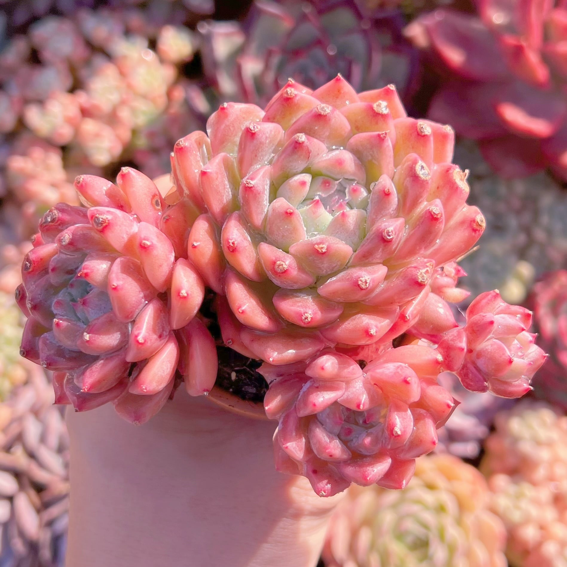 現品　プロリフェラxラウル#520   るる農園