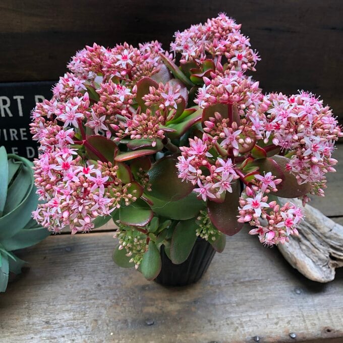 金のなる木 5号 花月 多肉植物 観葉植物 成金草 金運アップ 一攫千金