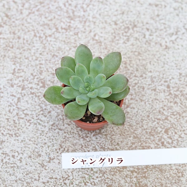 10苗セット 多肉植物 プラグ苗 1号 多年草 育てやすい かわいい 寄せ