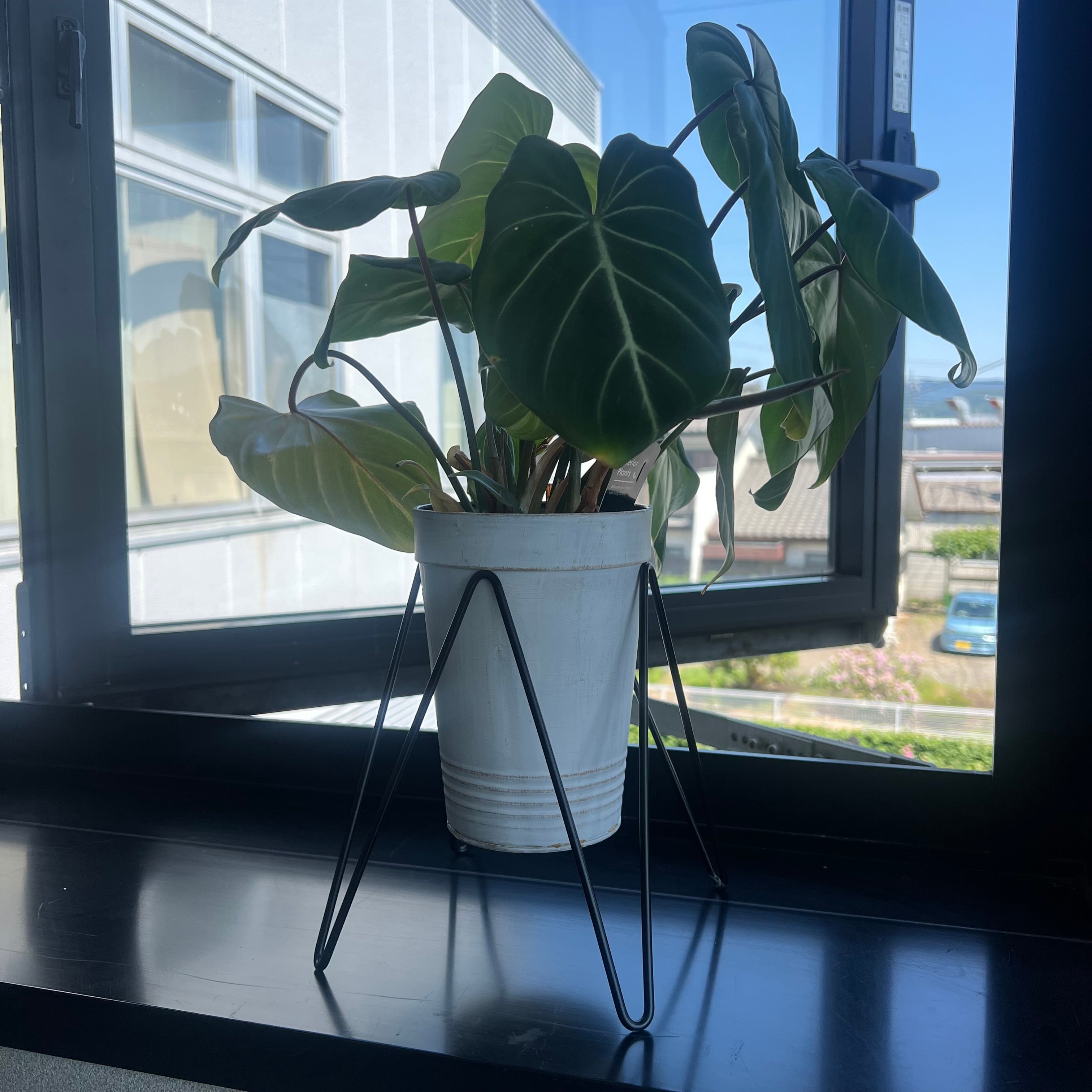 souju 創樹 オリーブ ミッション 珈琲樽デザインテラコッタ鉢植え 苗