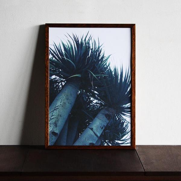 Dracaena draco / B4 poster | Botanico（ボタニコ）