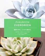 発根済カット苗 レウクテンベルギア 晃山 M Leuchtenbergia principis