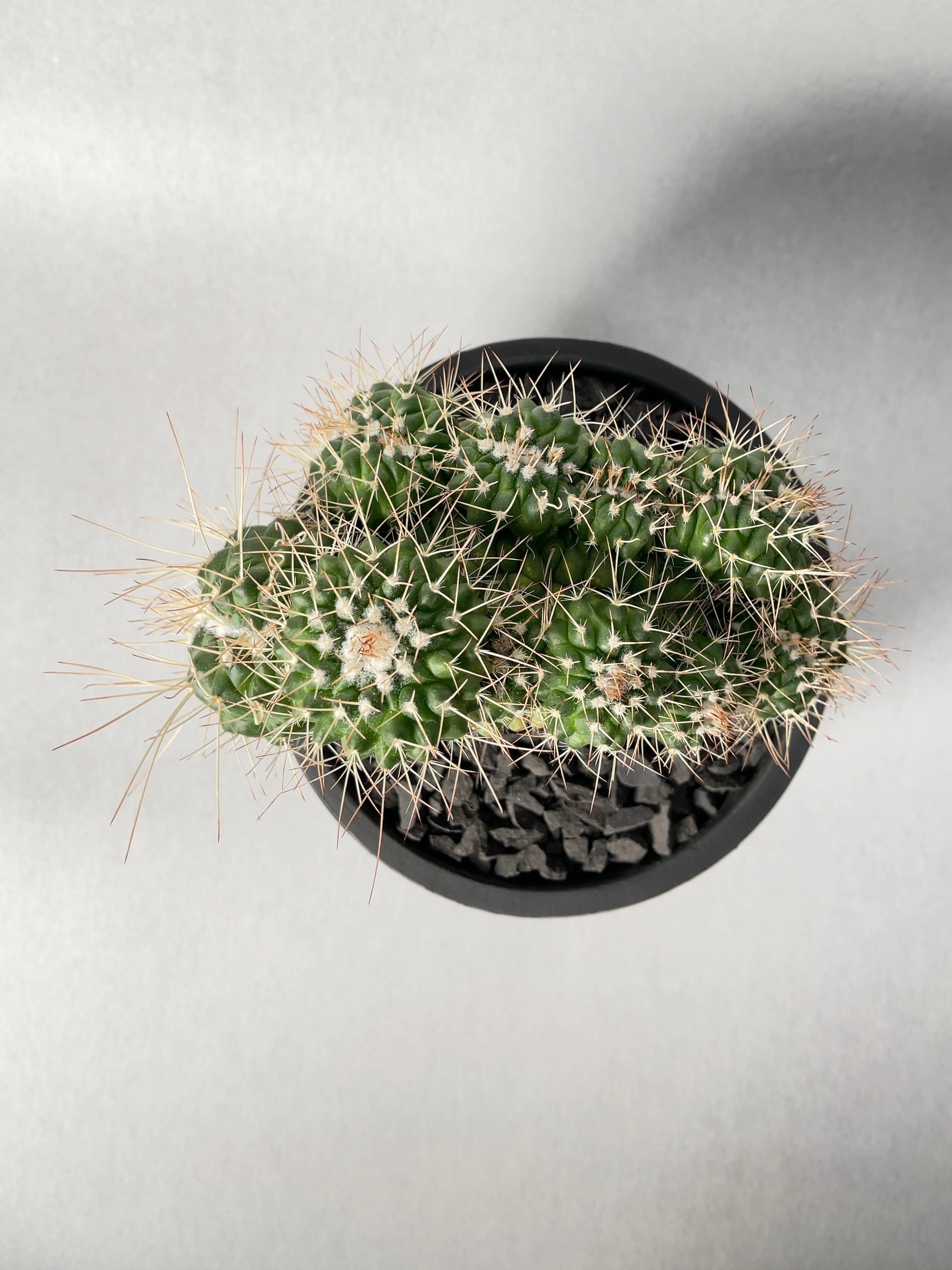 マミラリア・長刺白竜丸綴化 | trigger