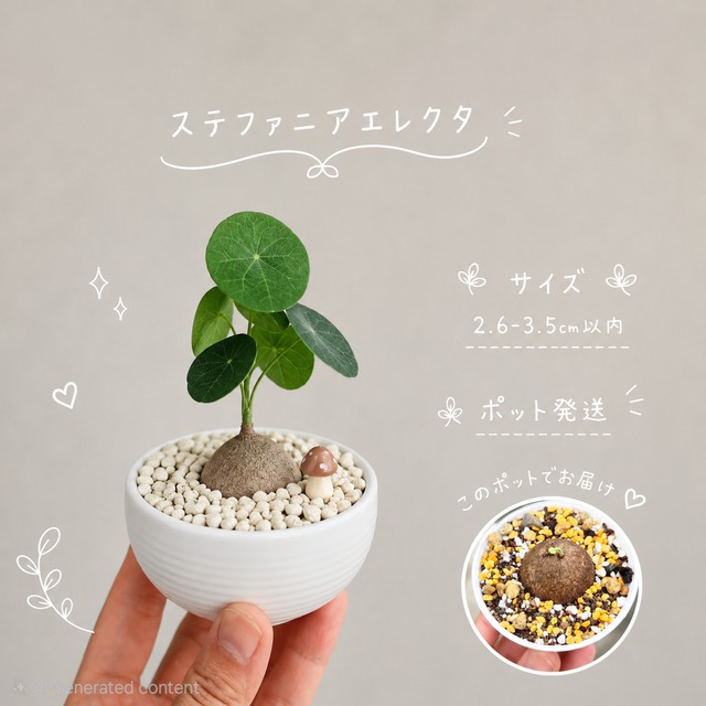 ♡プラポット発送♡〚 ステファニア　エレクタ  〛Stephania Erecta　直径2.6-3.5cm以内　発芽済　コーデックス　塊根植物