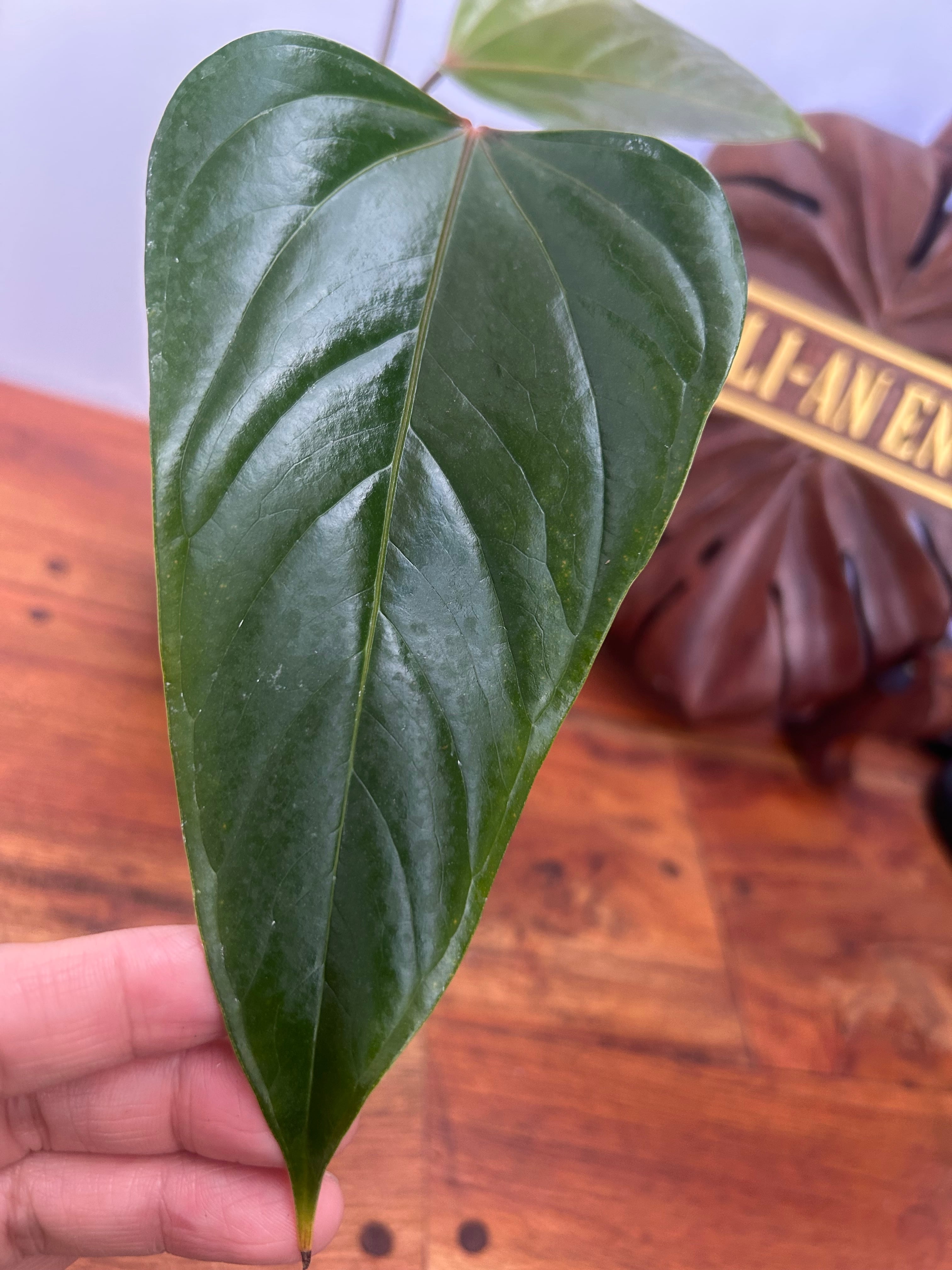 アンスリウム クリスタリナム×パピリラミナム レッドステム | BA PLants