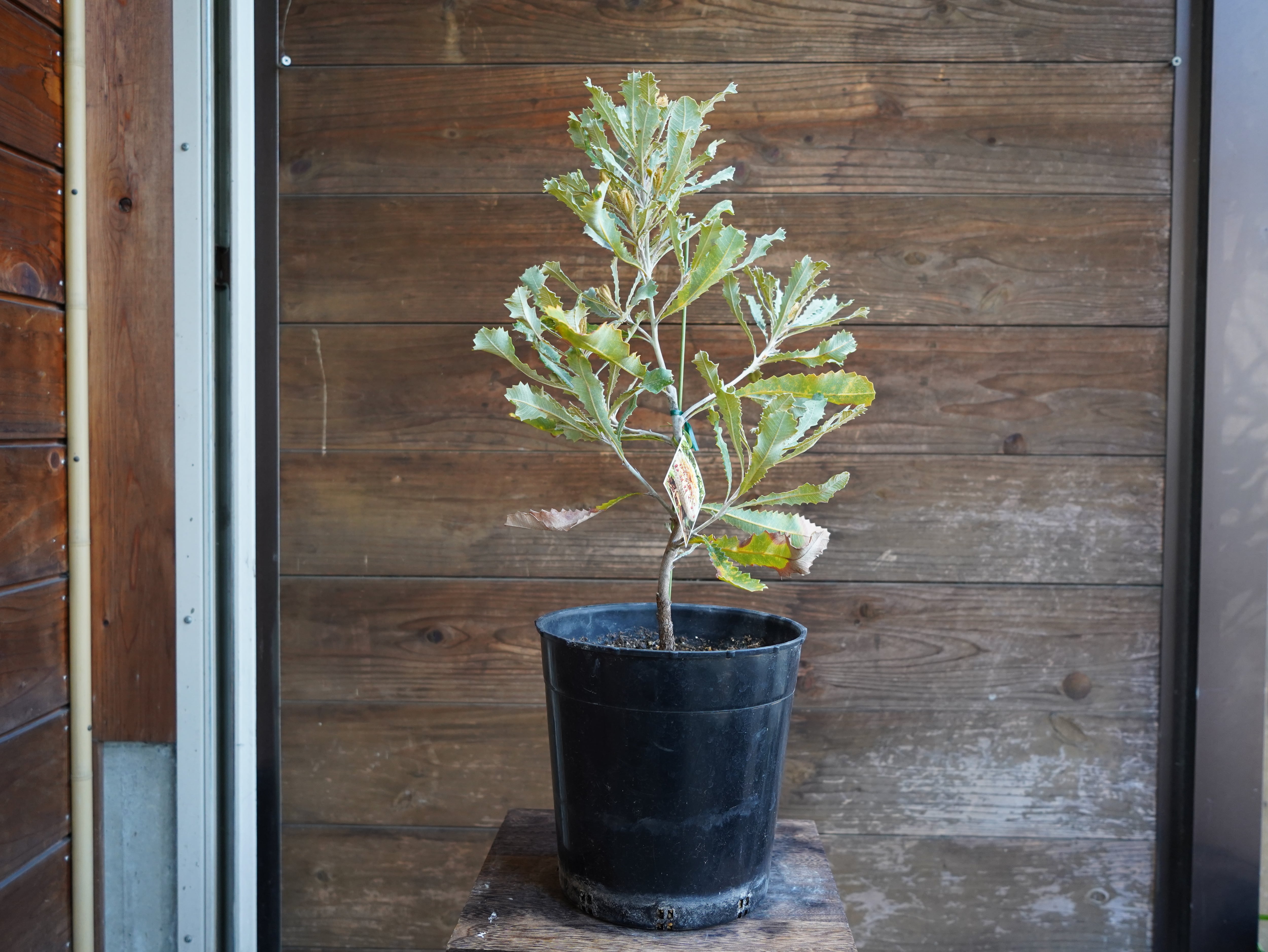 【現物】バンクシア　”バウエリ”　A