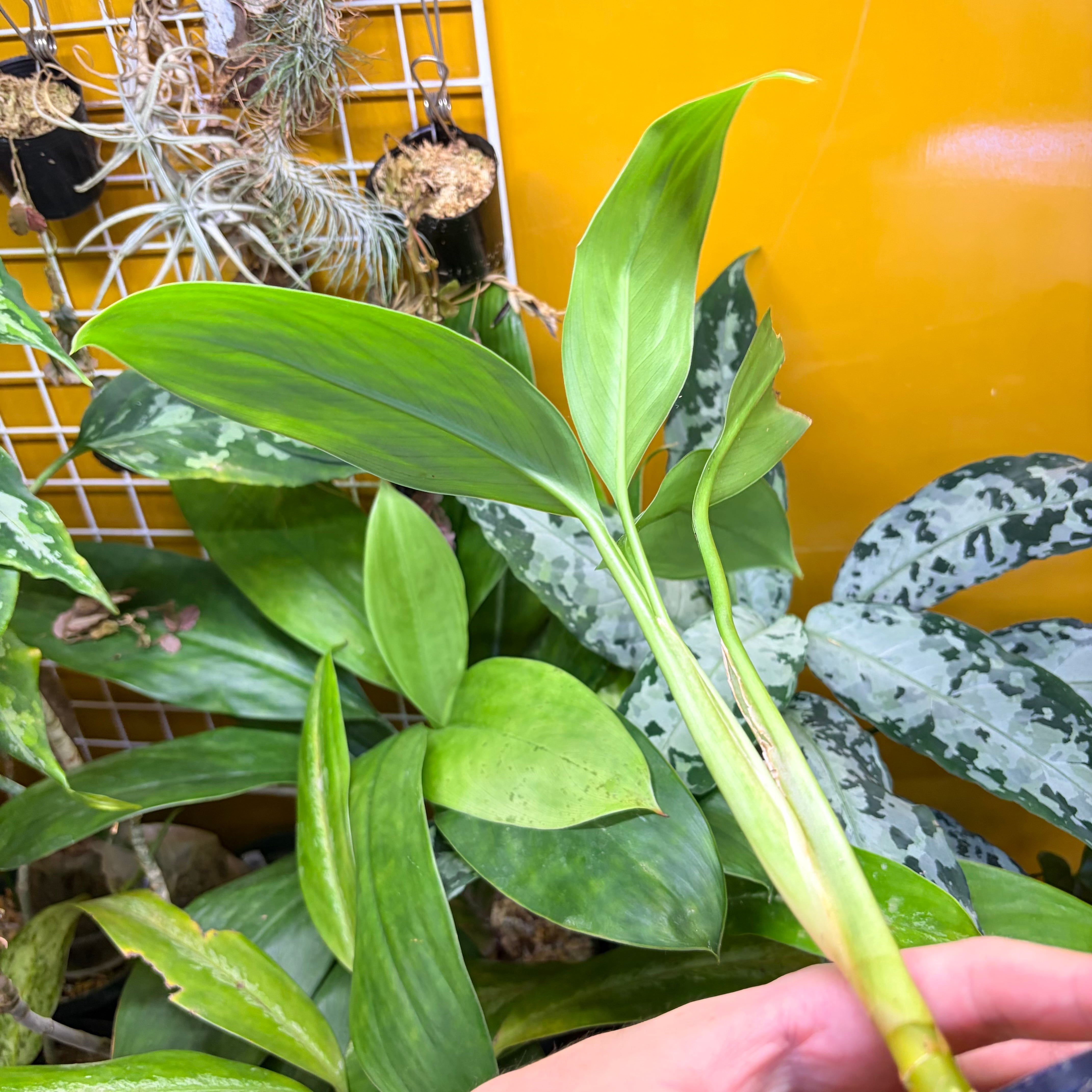 Aglaonema nitidum 