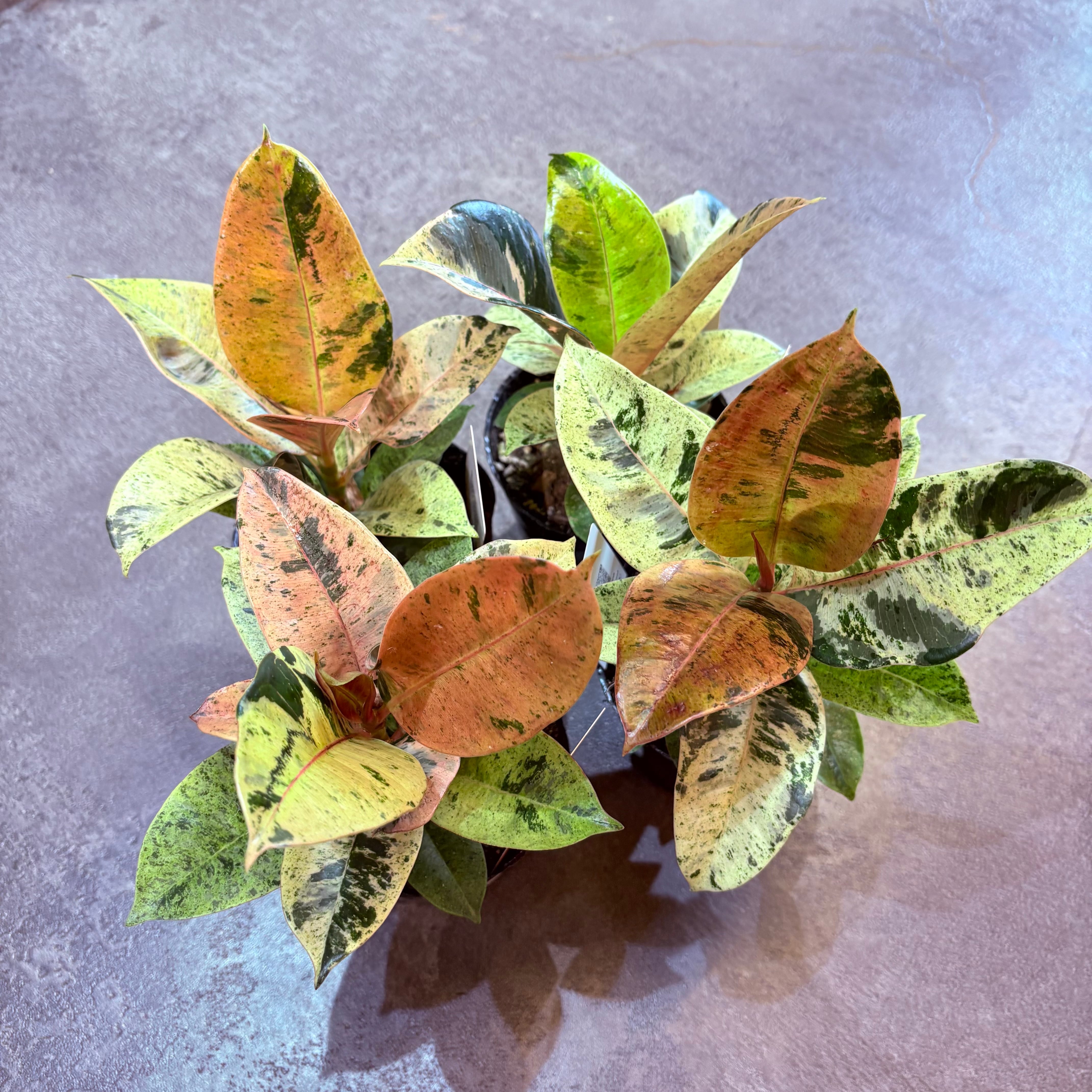 フィカス ジン 3.5号 | Green Vibes 宇都宮市の観葉植物専門店