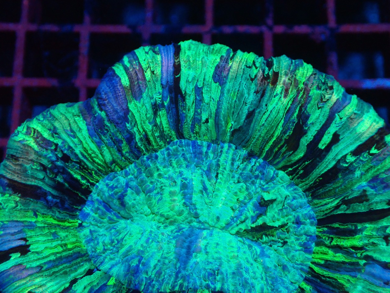 【現地買付】Wellsophyllia Radiata UltraGrade