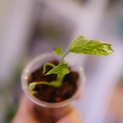 Monstera ‘Electro Light’｜モンステラ エレクトロライト②｜観葉植物