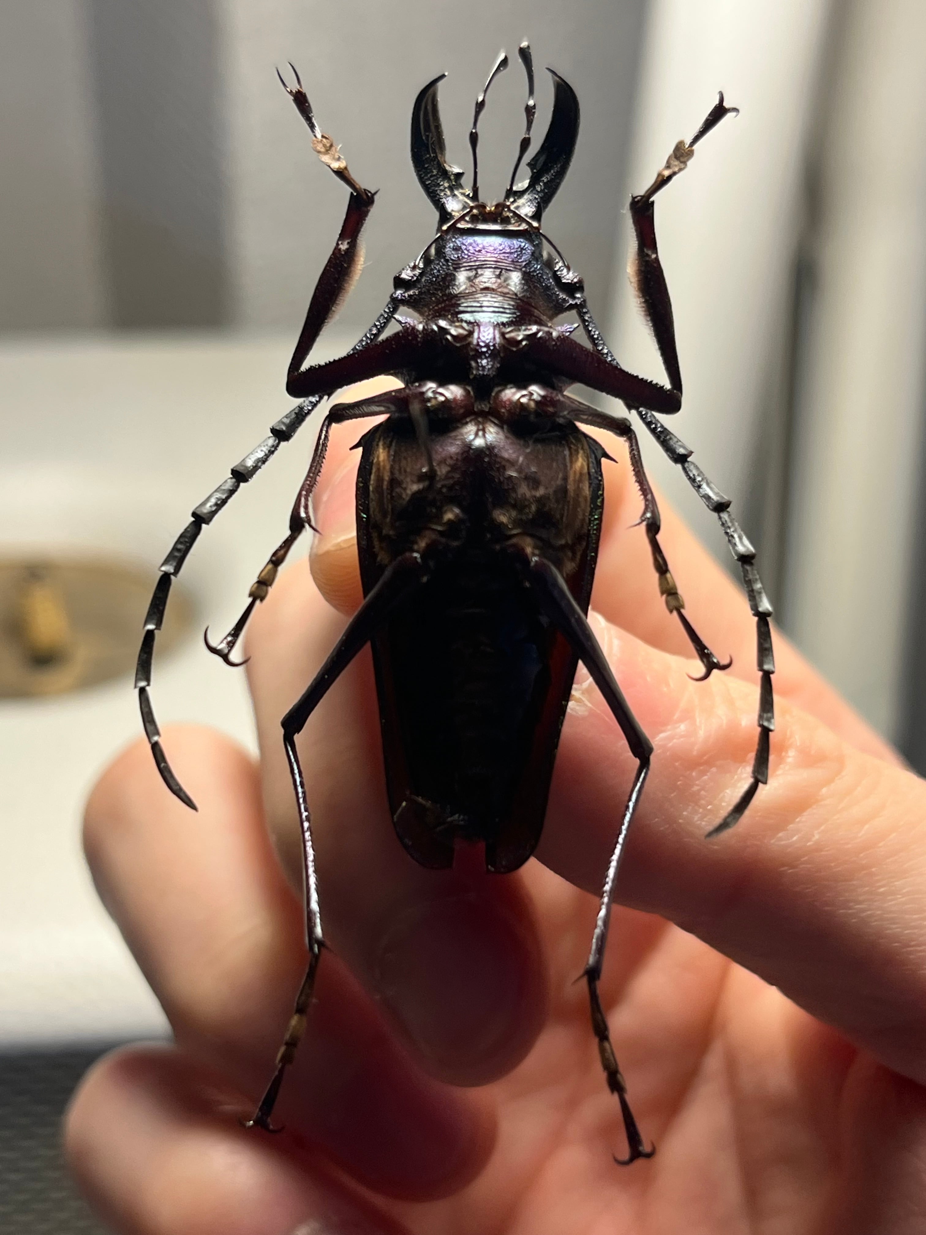 青緑黄】ルリオニカミキリ ムラサキオニノコギリカミキリ