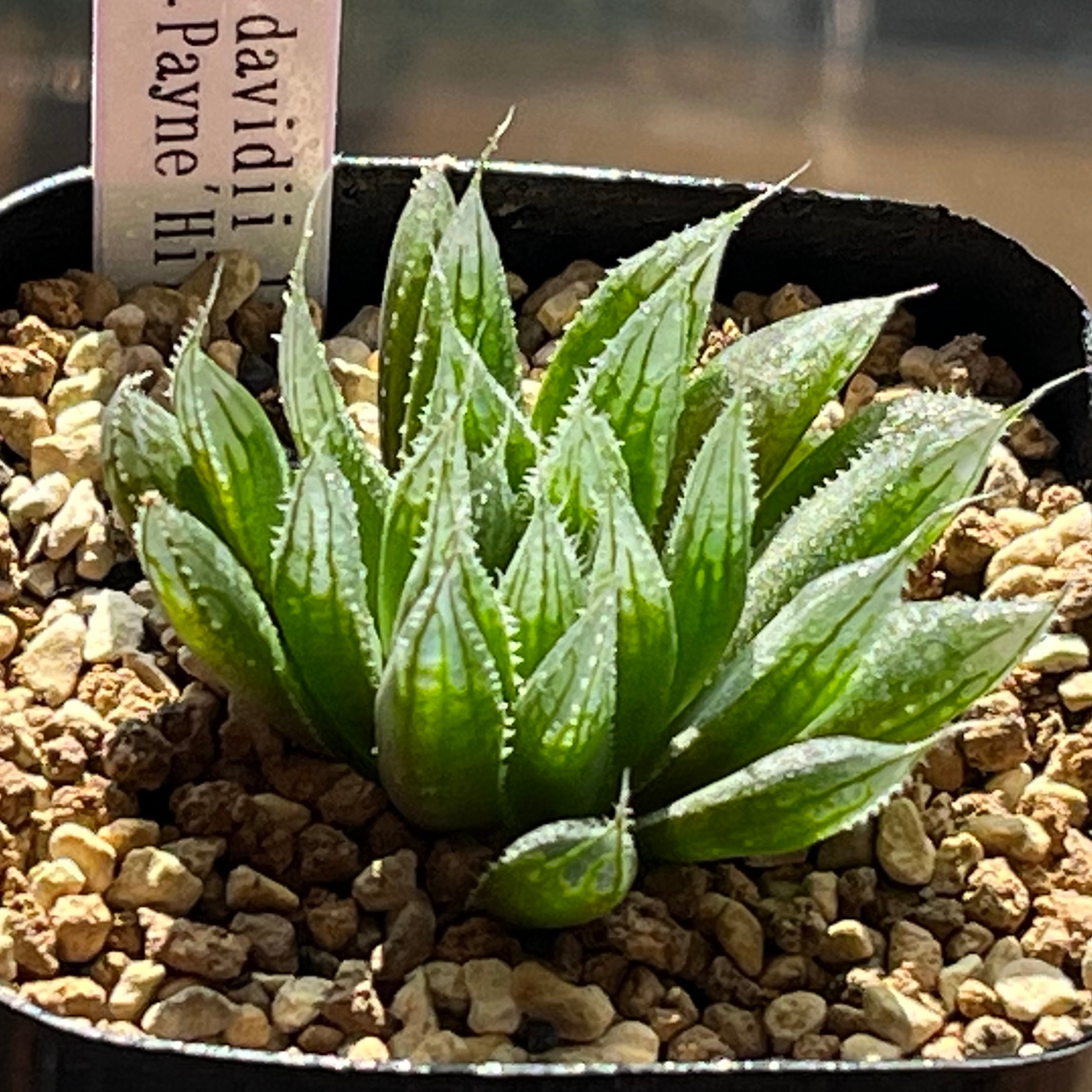 ハオルチア 原種 ダビディ IB06970 Payne's Hill | mocono_plants
