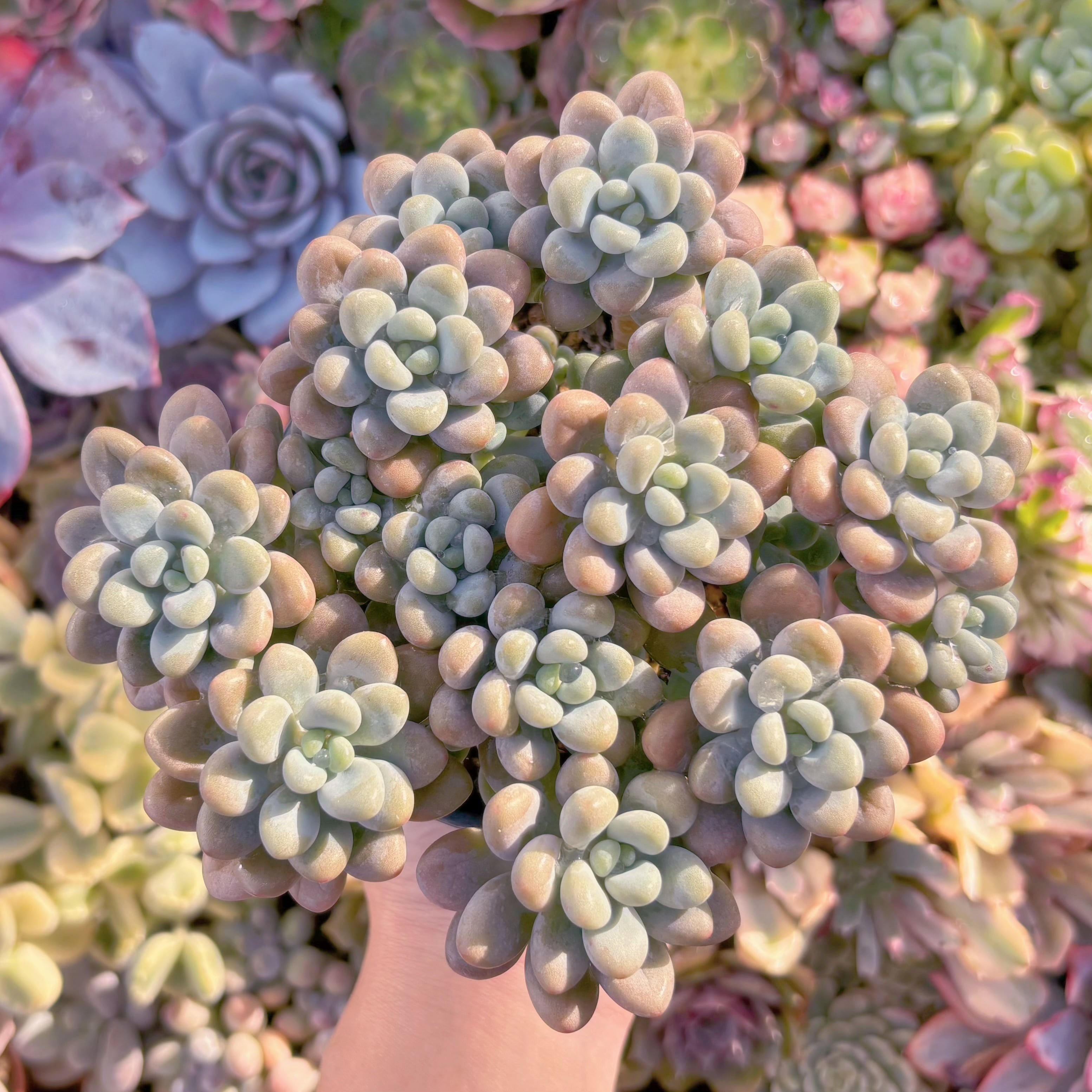 現品　マカロンxロココ#A12　大群生　るる農園