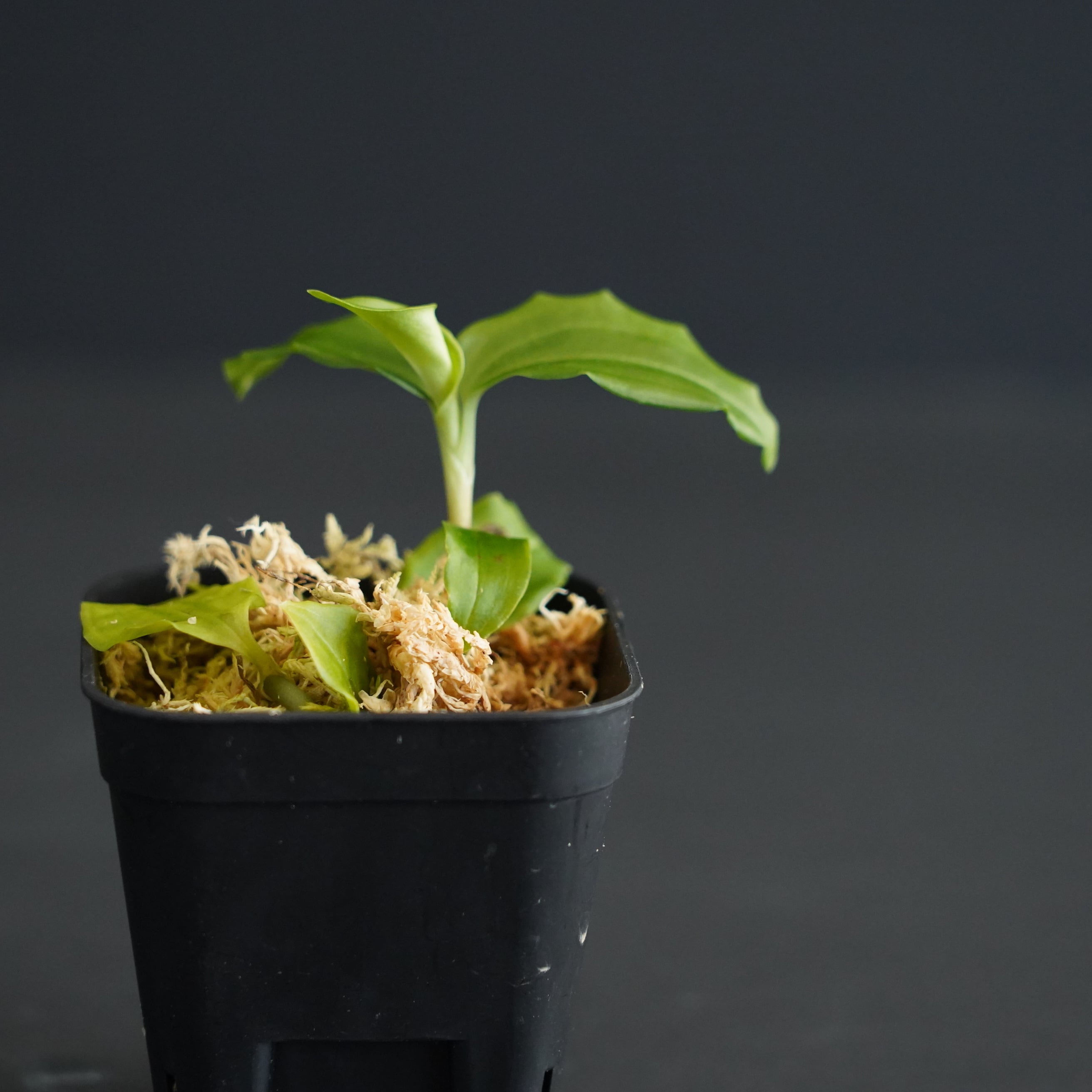 ◇現品◇ツユクサシュスラン Goodyera foliosa var. commelinoides