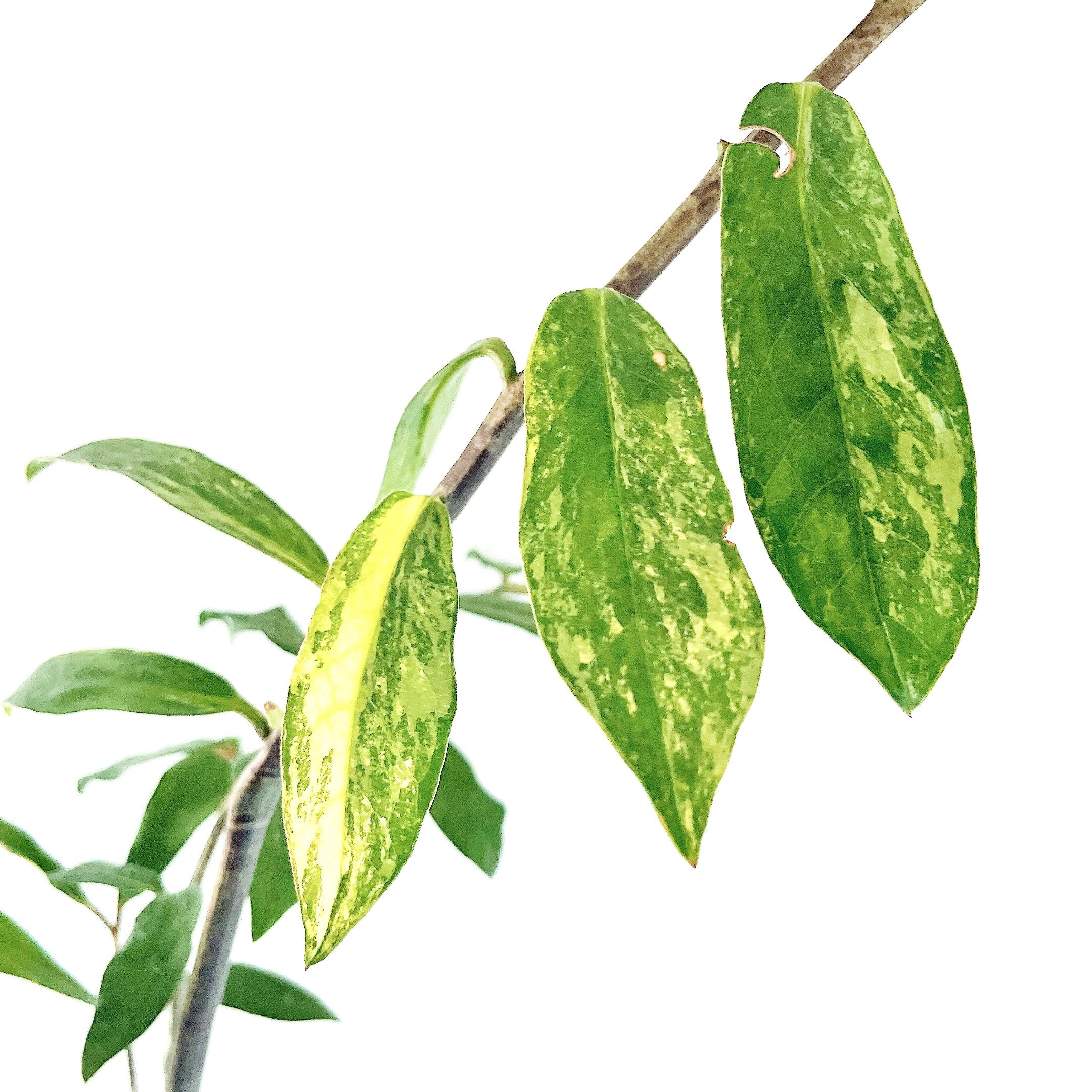 PremiumPlants】斑入り ザミオクルカス セメント鉢仕立て 受皿calm