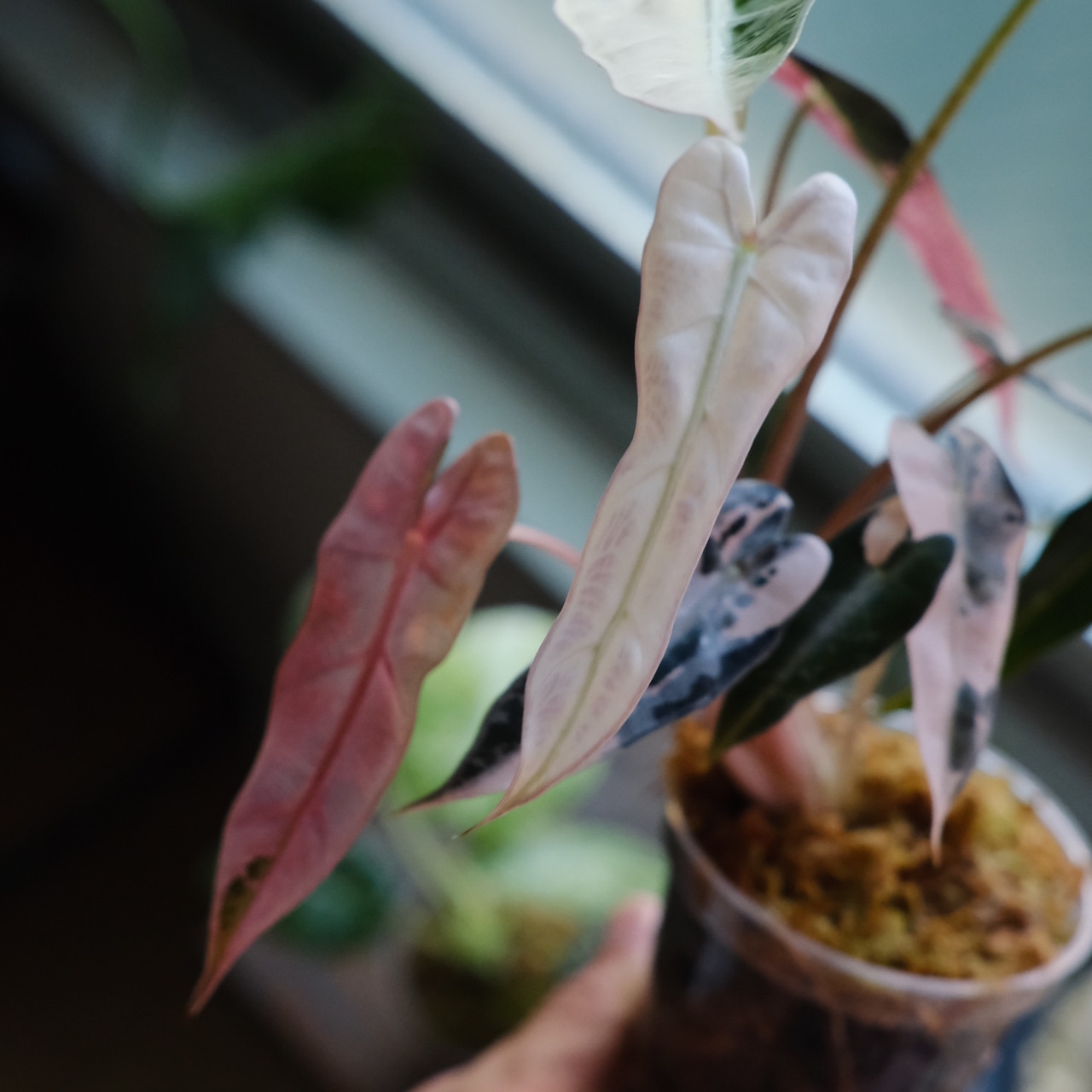 【厳選株】アロカシア バンビーノ ピンク/ Alocasia bambino Pink│観葉植物