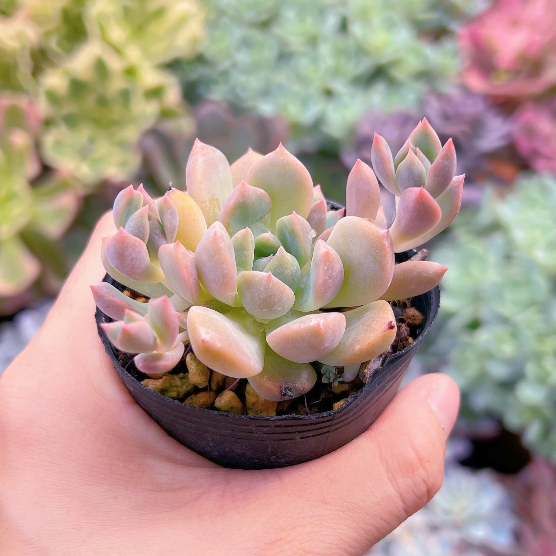 多肉植物 フロストフラワー るる農園 | るる農園~多肉植物専門 多肉植物 フロストフラワー るる農園 | るる農園~多肉植物専門
