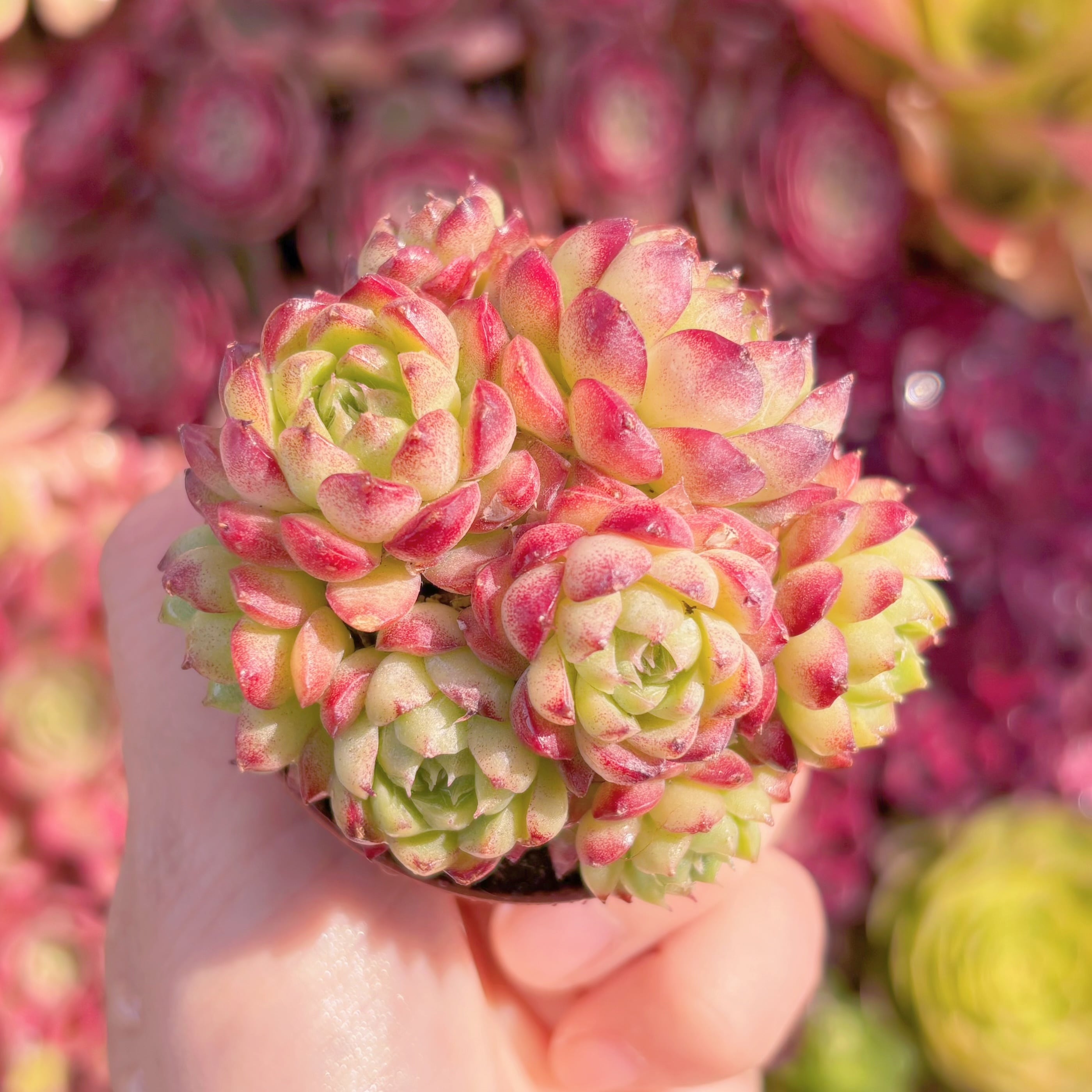 多肉植物　桜クイーン　群生　新入荷　るる農園