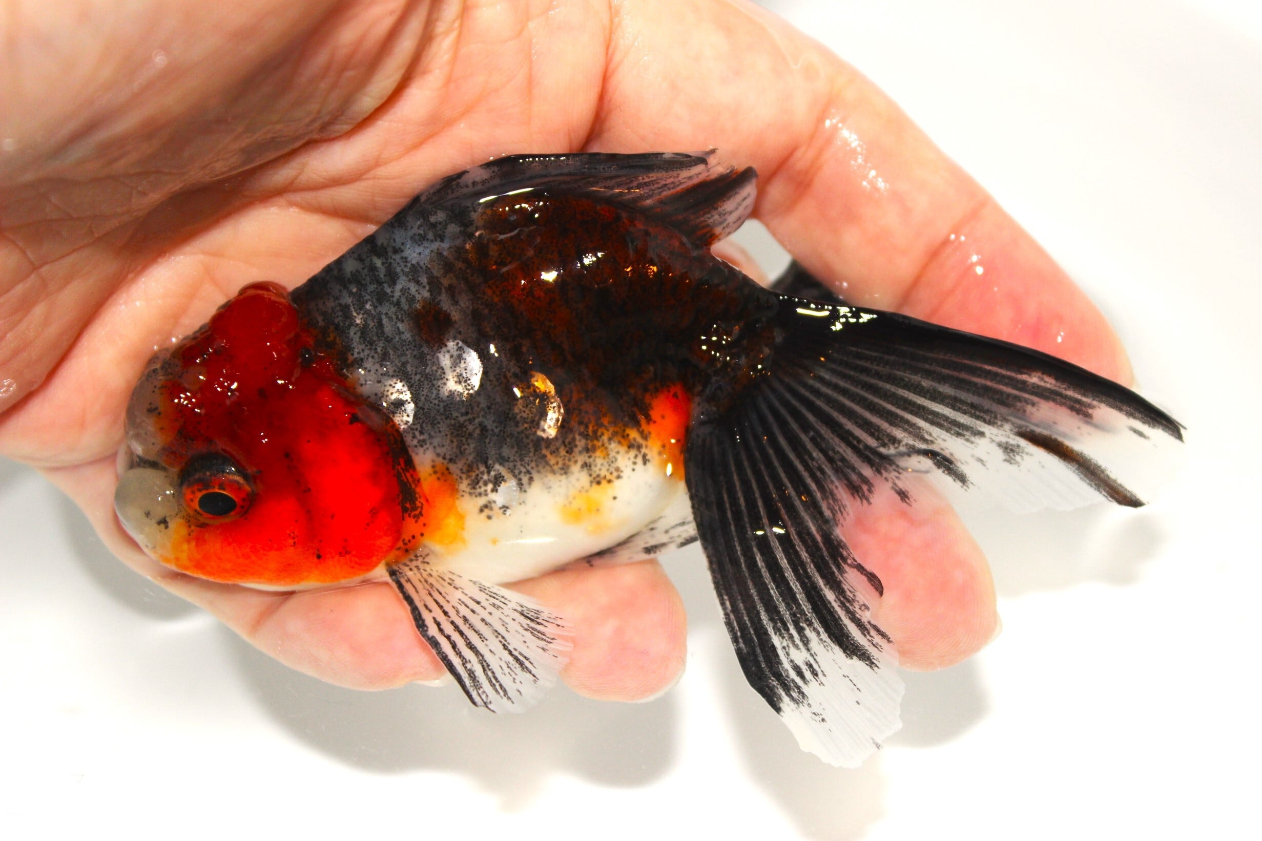 上物金魚 | 金魚専門店 和の美