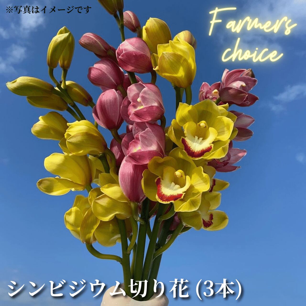 まちゃー様専用 シンビジウム切花20本 A品 【公式通販】 まちゃー様専用 シンビジウム切花20本 A品 【公式通販】
