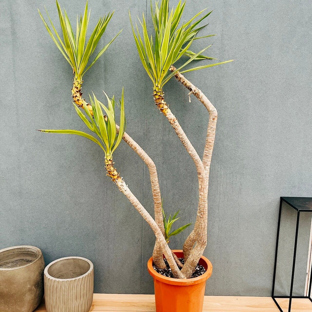 現品］4番 創樹 オリーブ ミッション 7号 観葉植物 ベランダ SOUJU