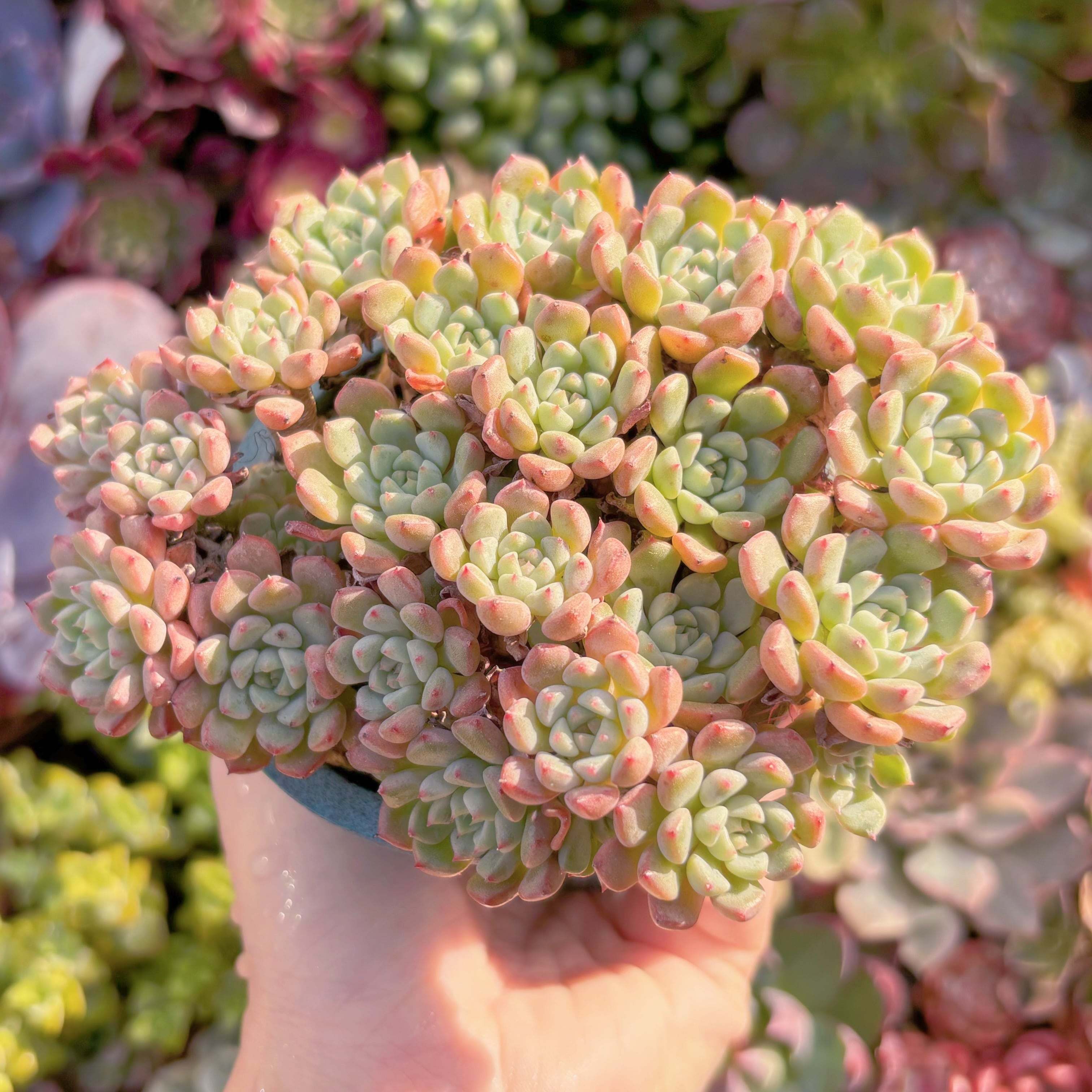 現品　スノーピーチ#K007　大群生　るる農園