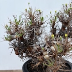 Othonna euphorbioides【オトンナ・ユーフォルビオイデス】