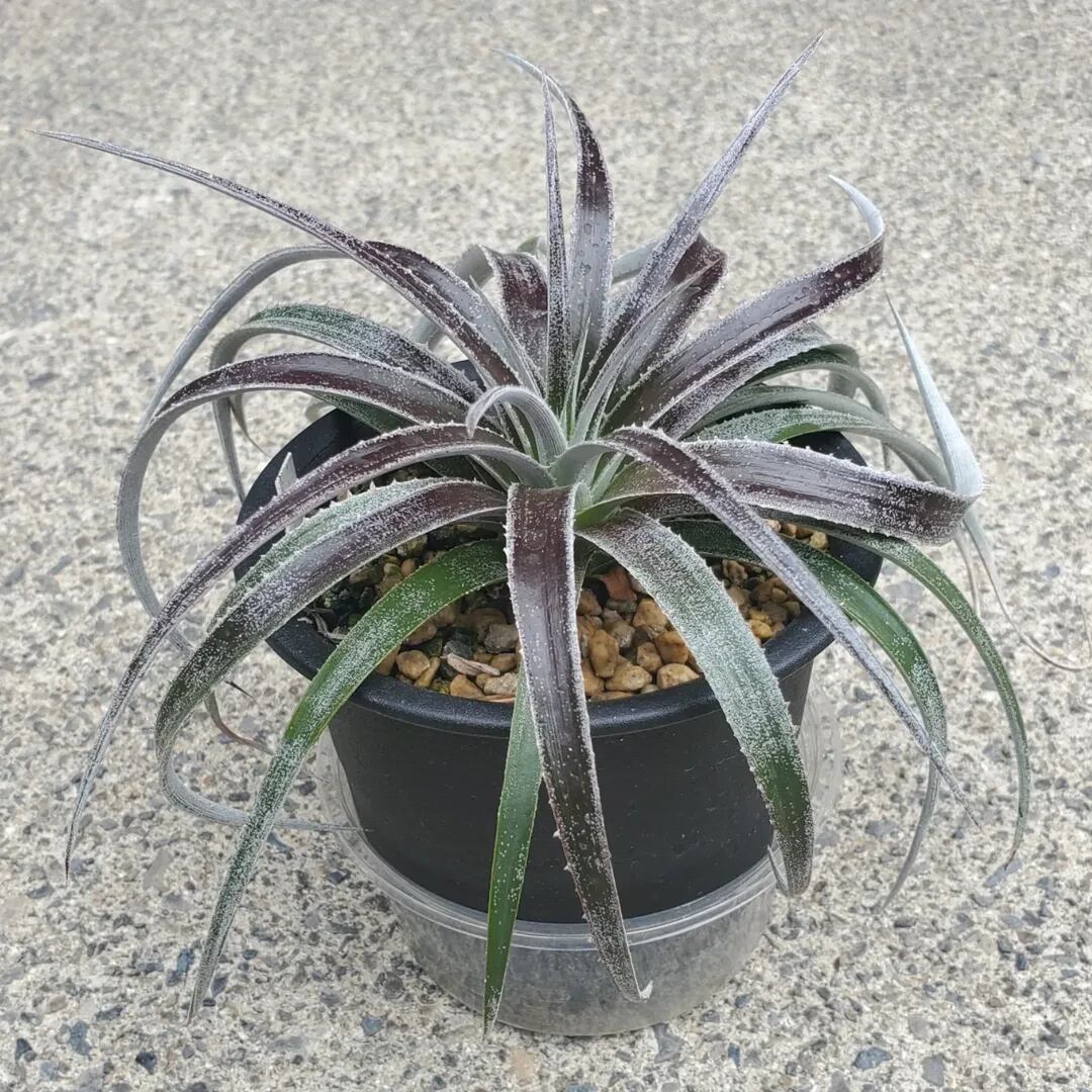 F00300_【XDT0009】xDyctia (Dyckia 'Arizona' x Hechtia glomerata
