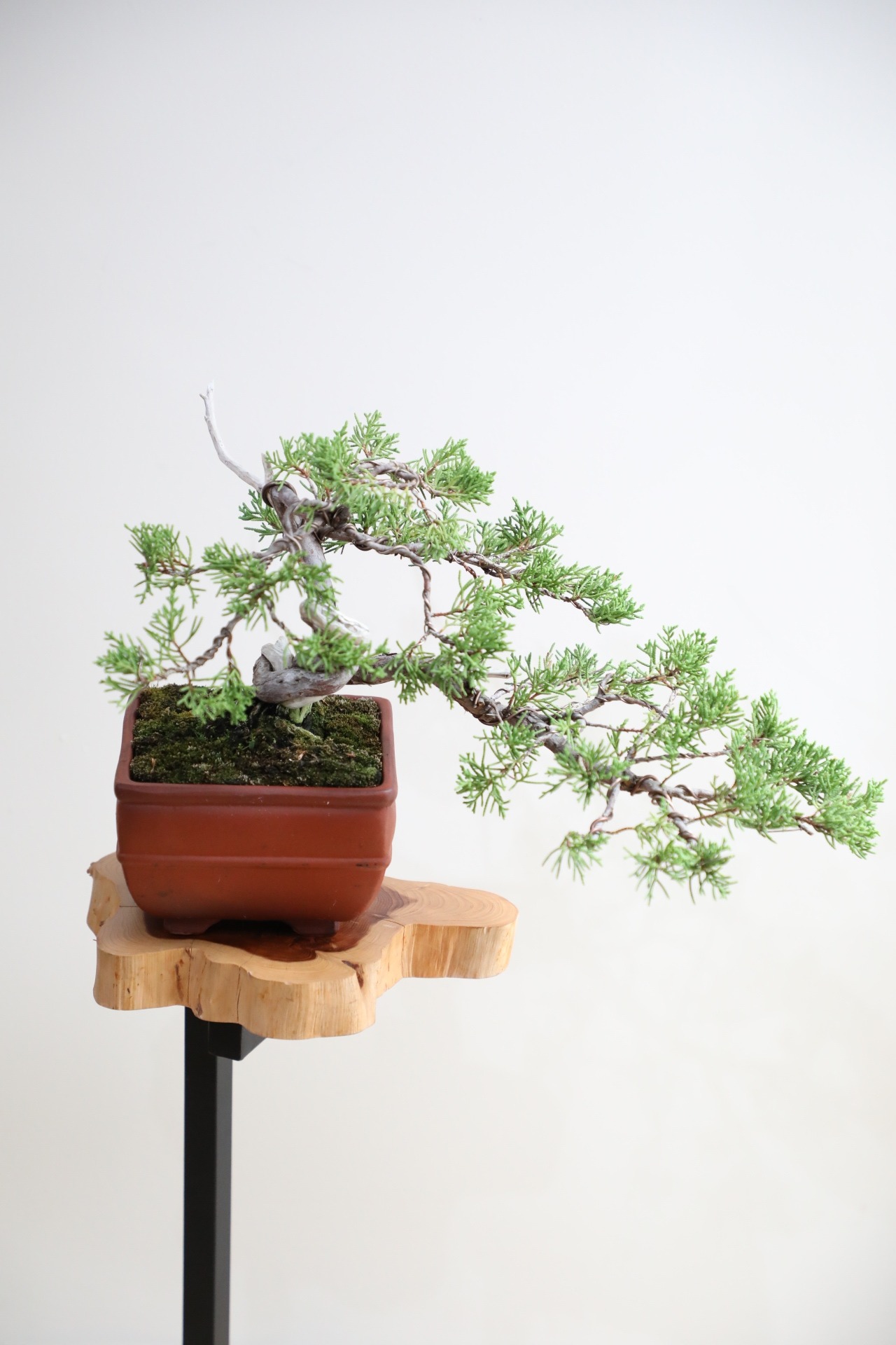 【M】糸魚川真柏 盆栽 ※推定樹齢30年/Juniper Shimpaku