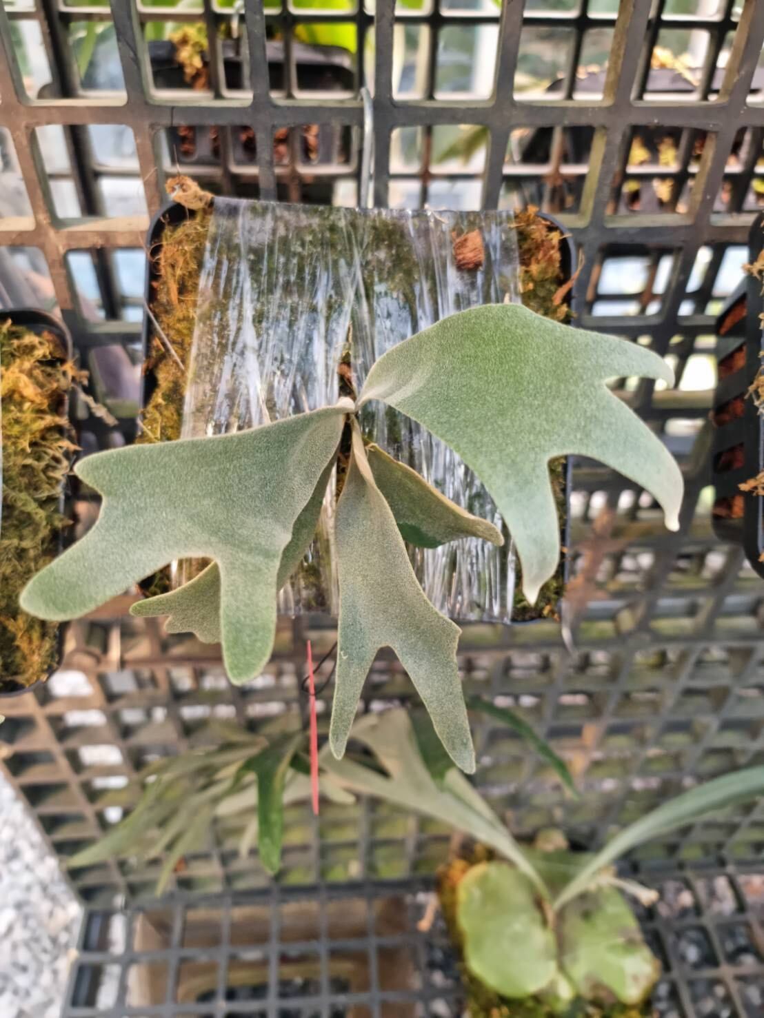 P.willinckii cv. Blue Queen Sporelings【artPLANTs】ビカクシダ/ Platycerium | artPLANTs2020 (アートプランツ) powered by BASE