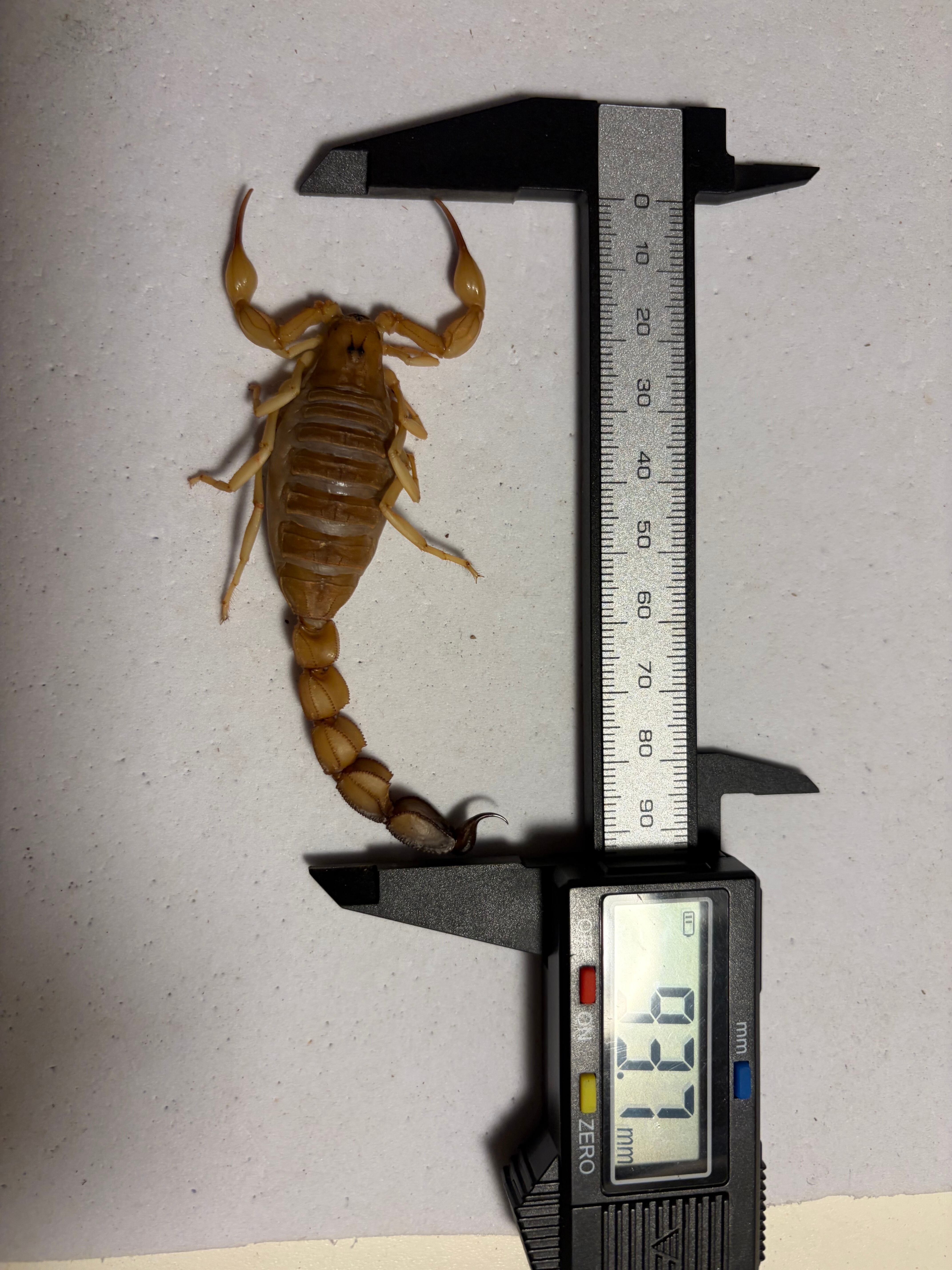 特定外来生物のイエローファットテールスコーピオン 標本 全長8cm程