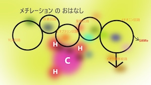 オリジナルクリアファイル　メチレーション の おはなし