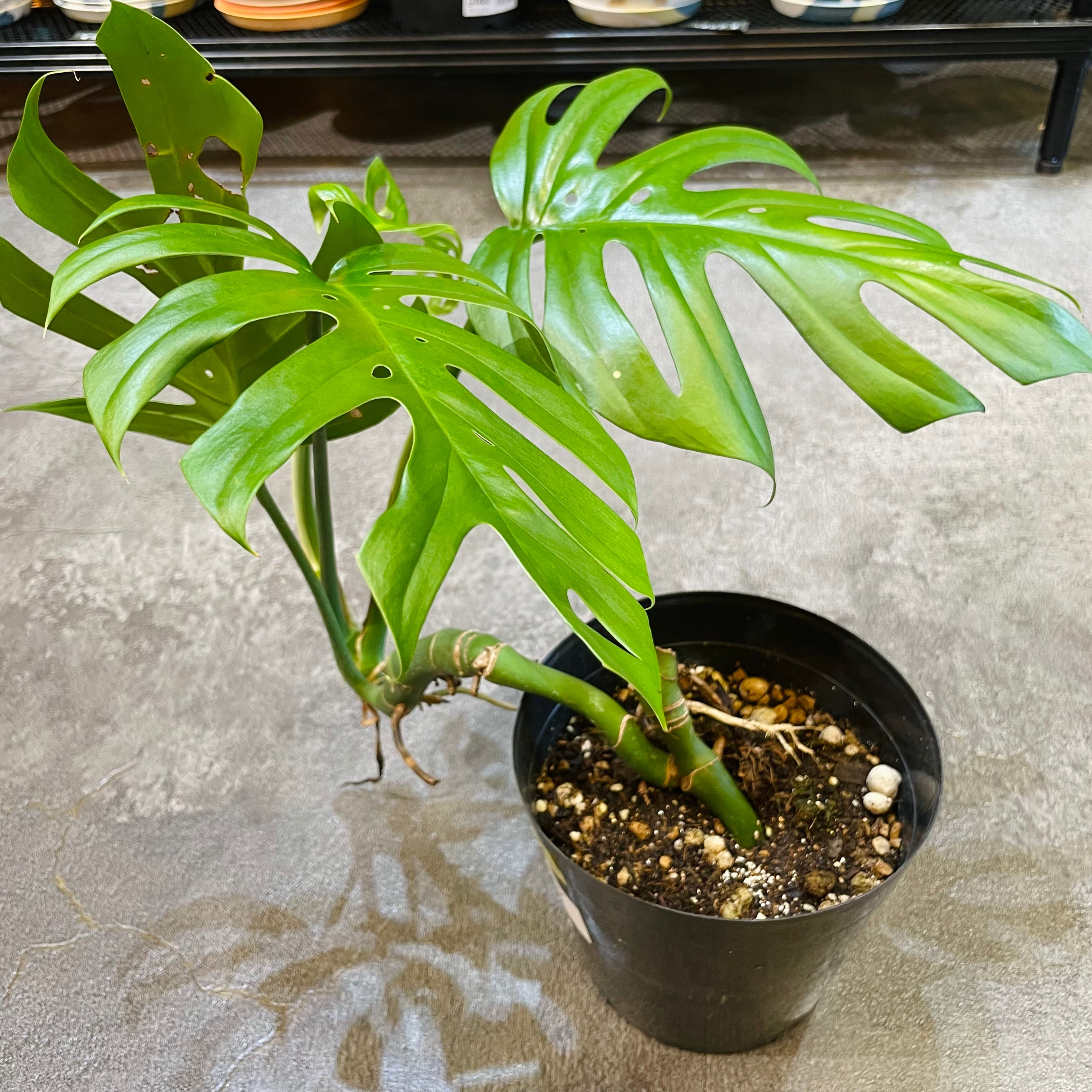 超絶希少観葉植物ラフィドフォラ ほしく