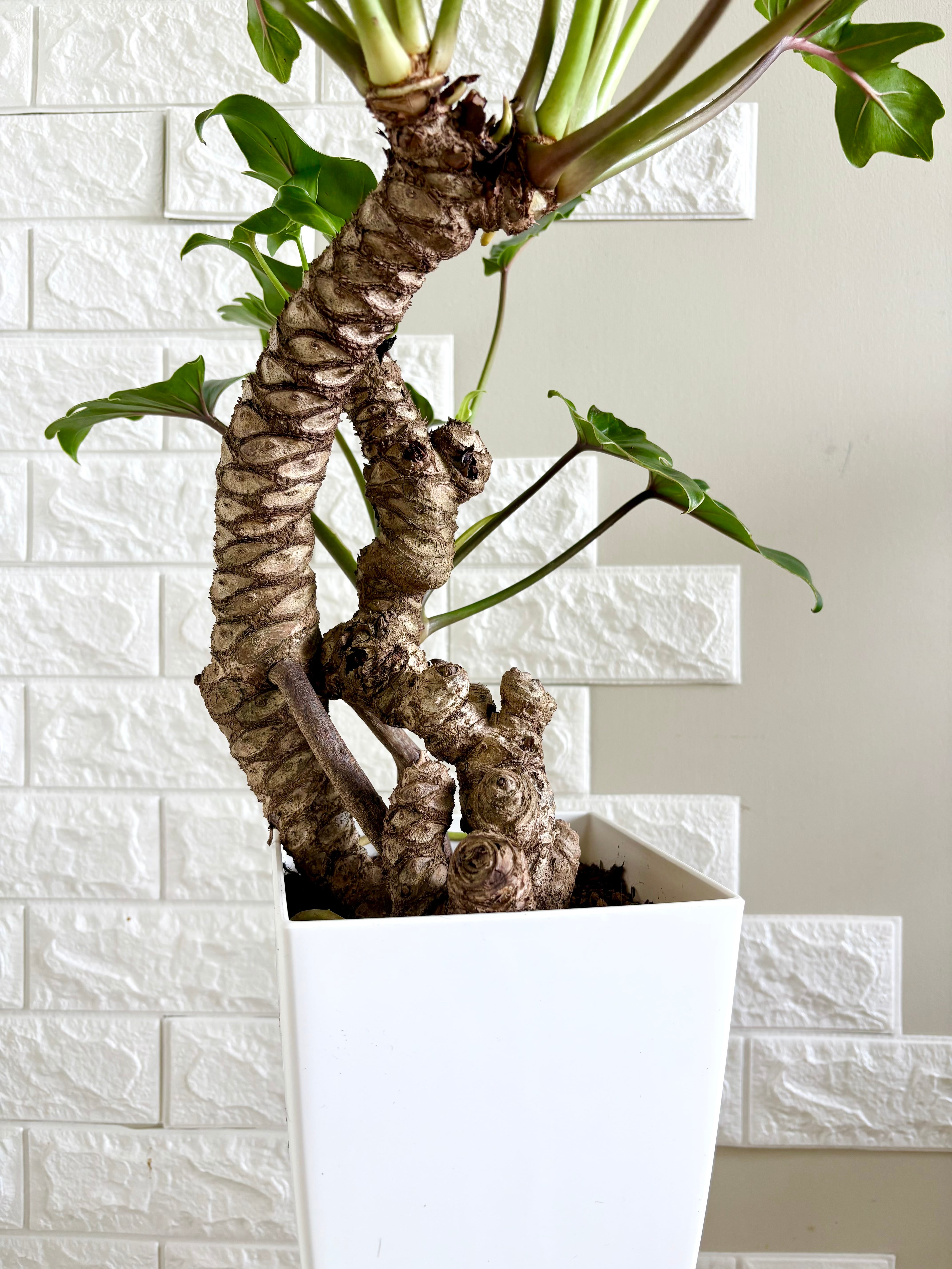 現品】フィロデンドロン クッカバラ 幹立ち 観葉植物 | 観葉植物のお店