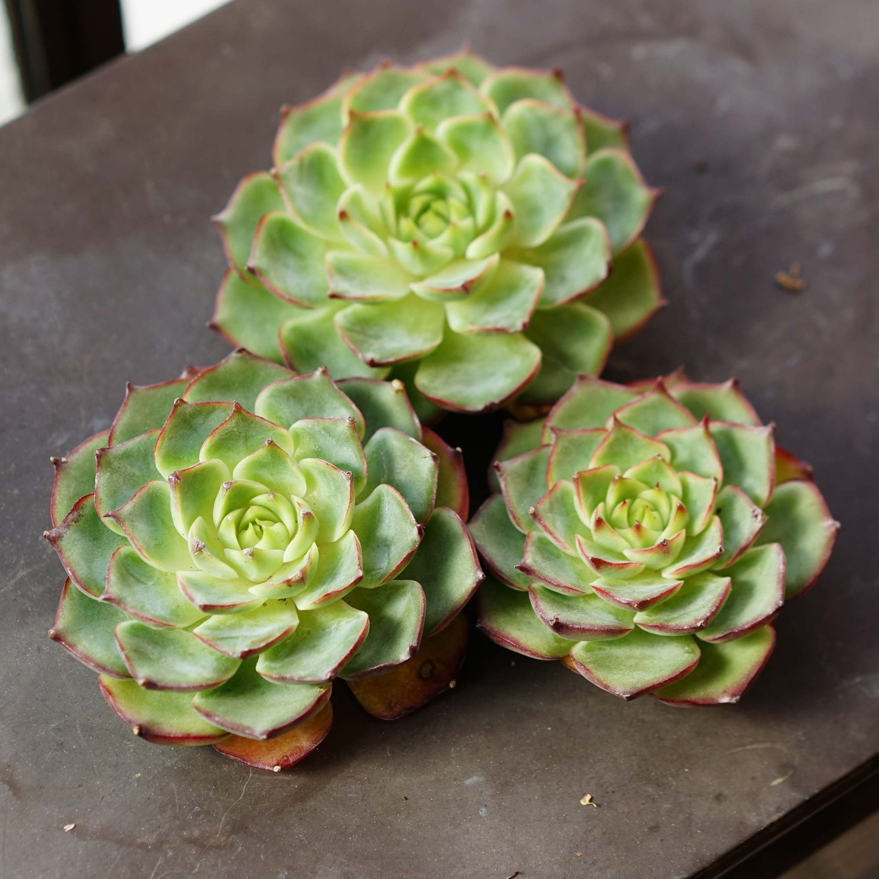 抜き苗 カカティス Echeveria 'Kakatis'