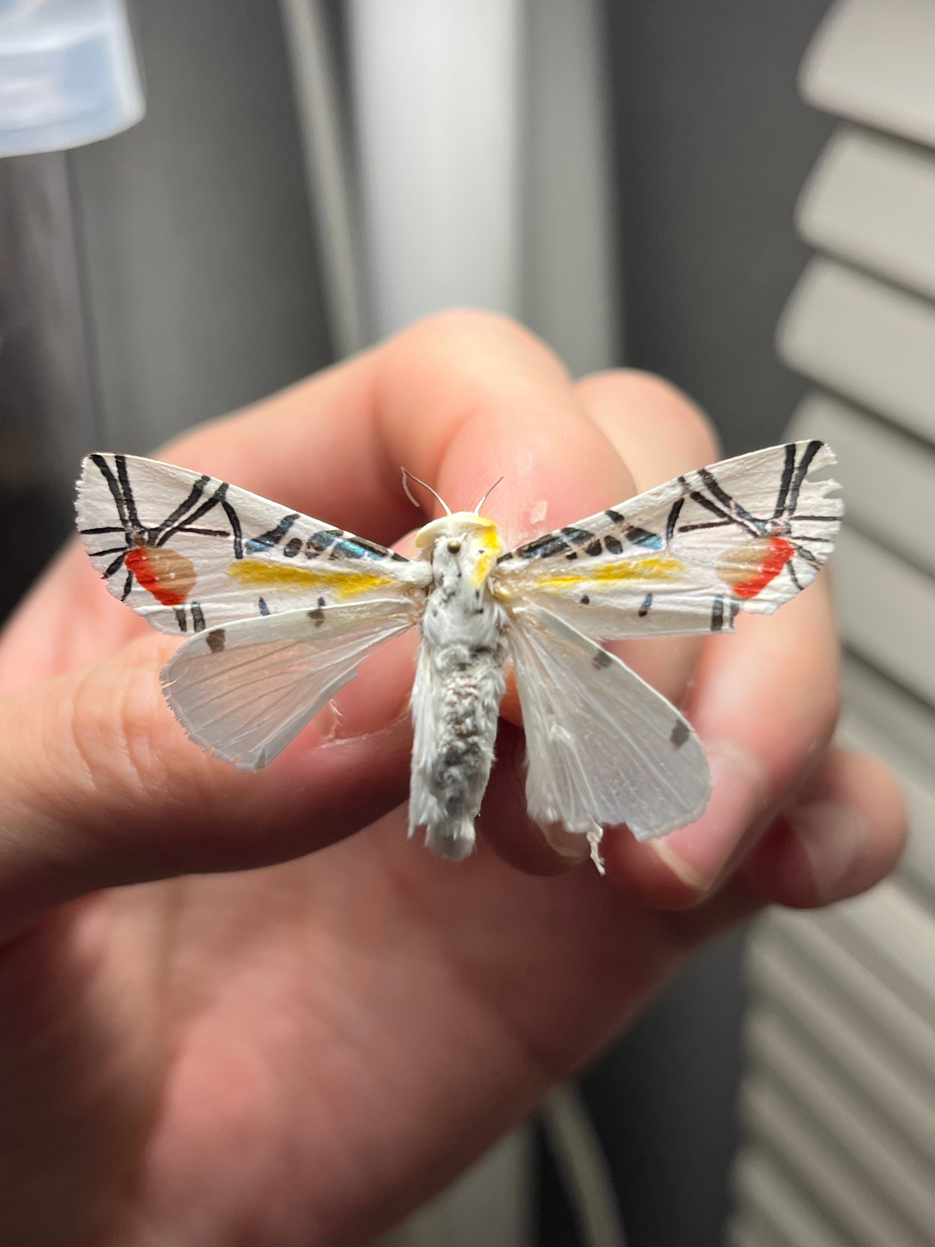 サルオガセギスキリギリスカマドウマバッタ直翅類コロギスリオック