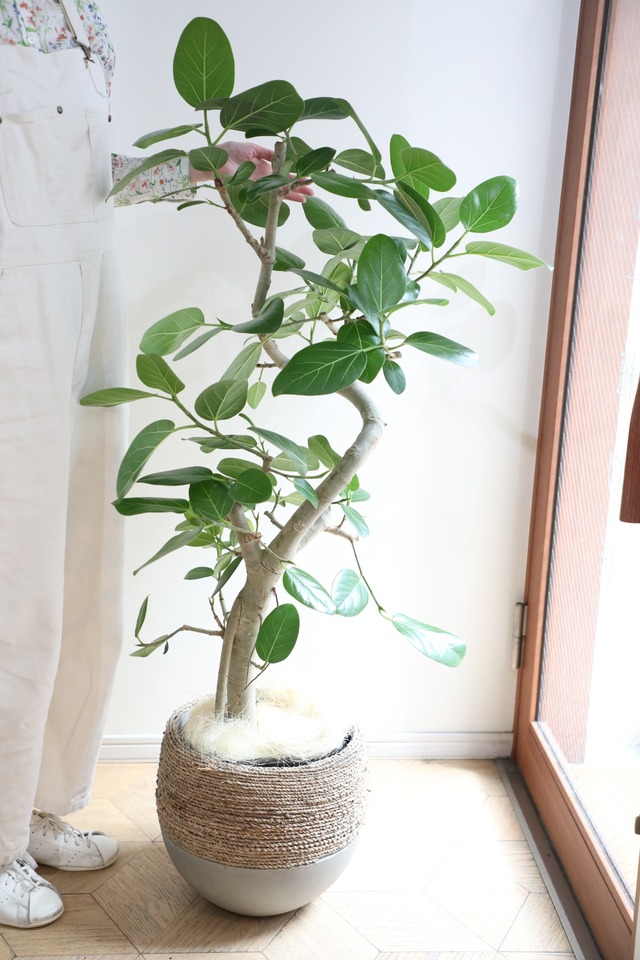 【L/135cm】【渋谷区周辺エリア/配送料無料】フィカス ベンガレンシス/Ficus benghalensis ※陶器鉢カバー別