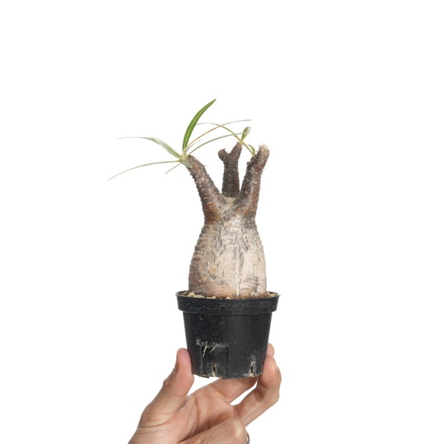 パキポディウム グラキリス no.5〈発根済み〉