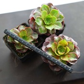 抜き苗 アエオニウム チャームゴールデンローズ 子株 Aeonium 'Charm Golden Rose'