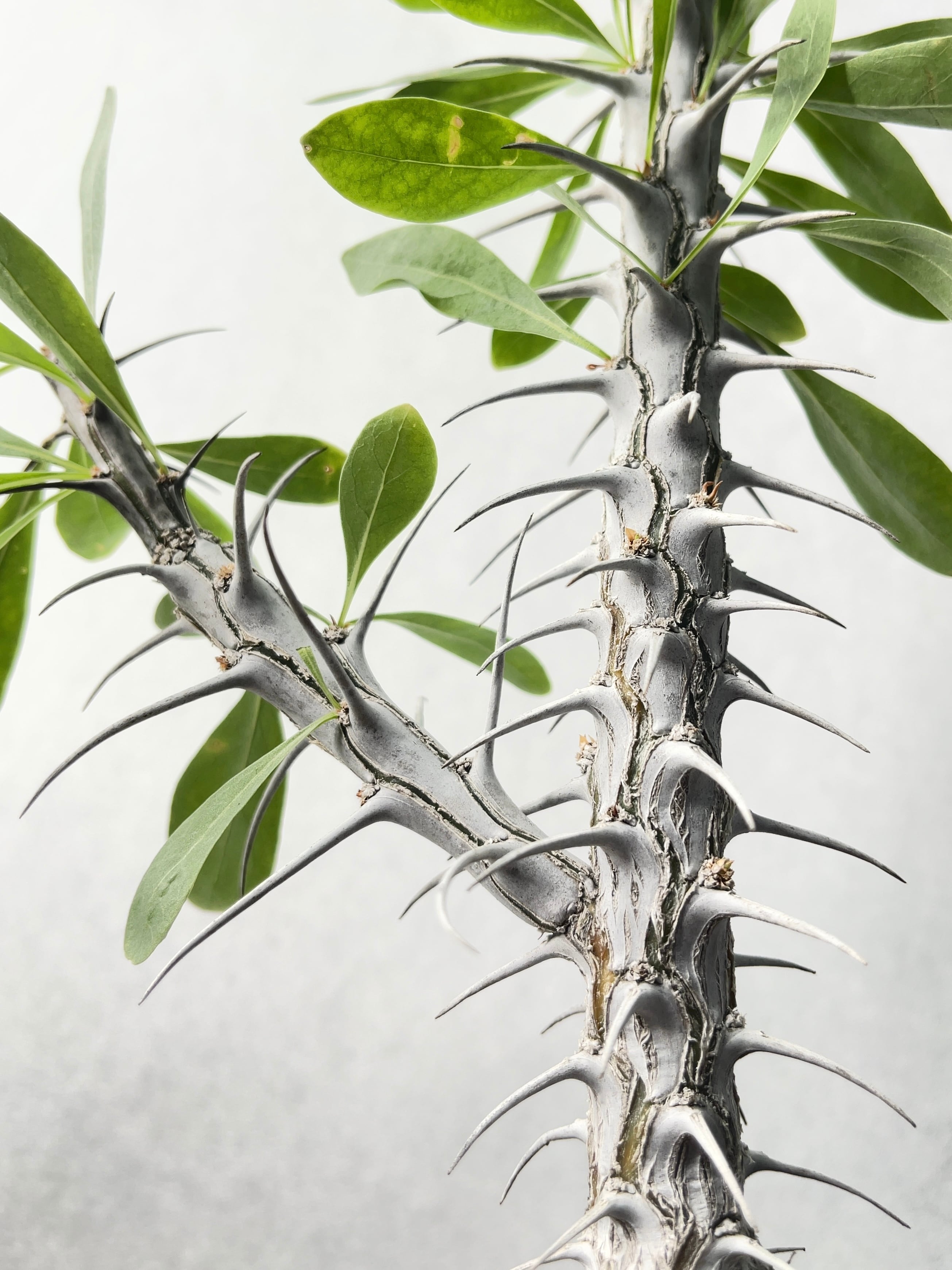 パキプス グラキリス F 良形 ファシクラータ 塊根植物 良型 フォークイ