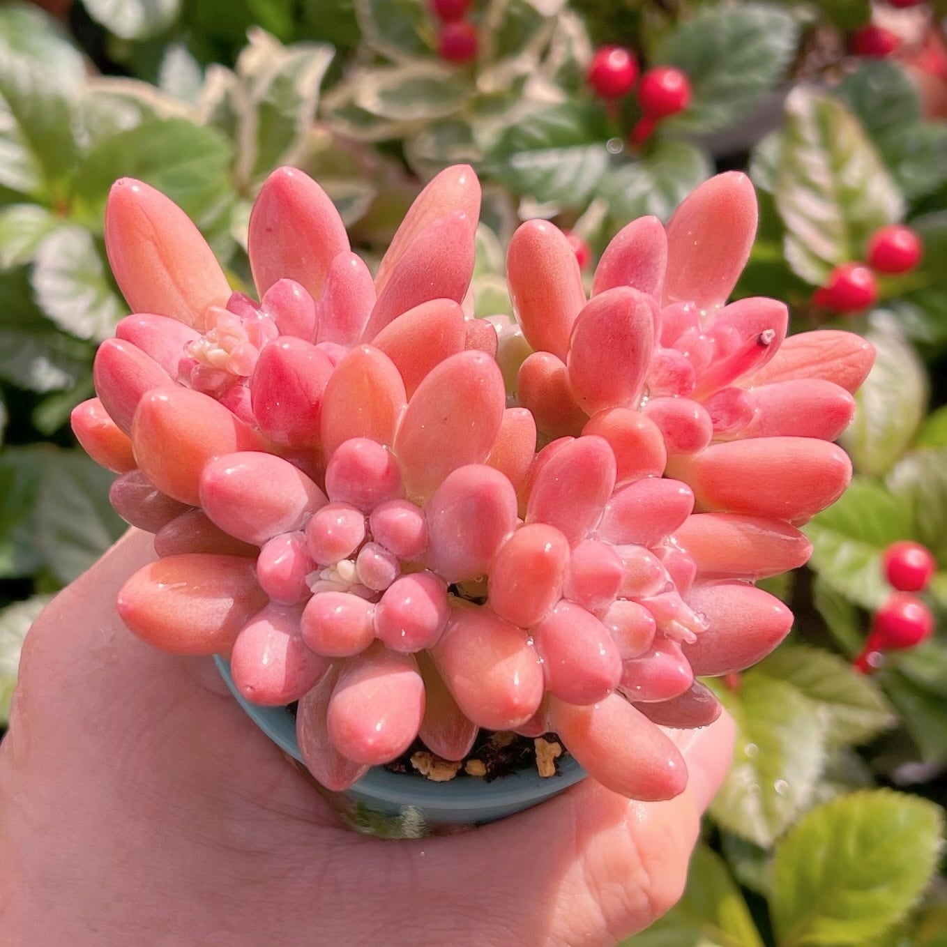 多肉植物　紫星美人　群生　新入荷　るる農園