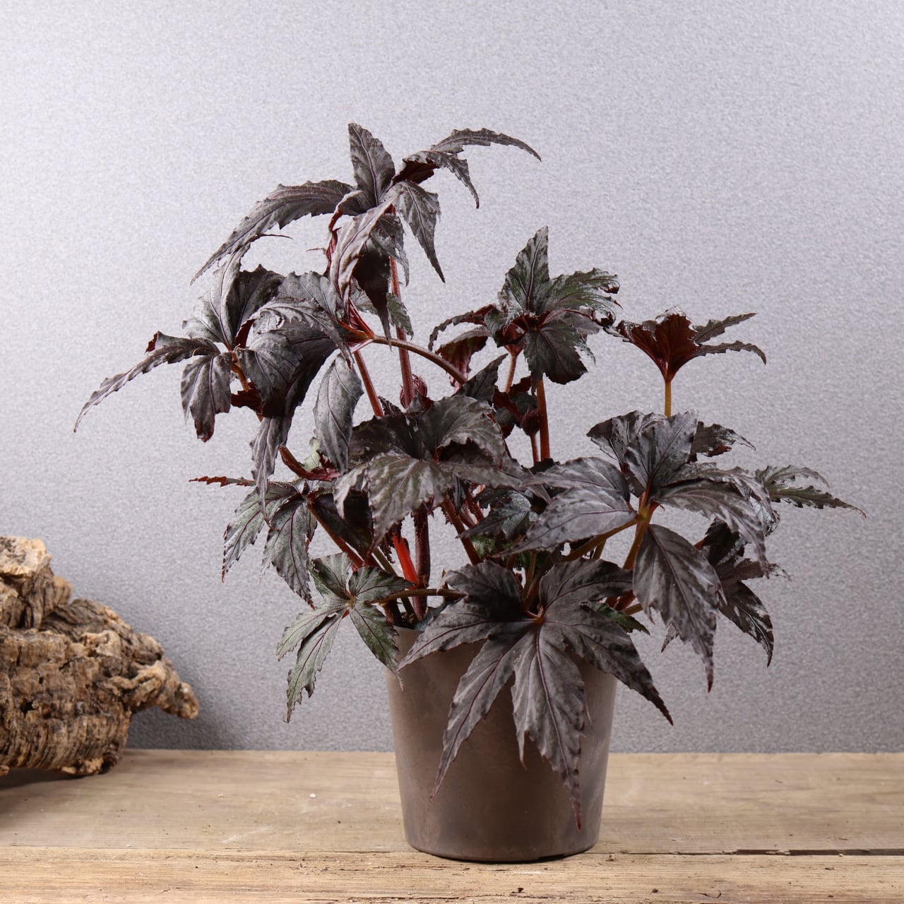ALL ITEM | MARX PLANTS | 観葉植物・多肉植物・塊根植物