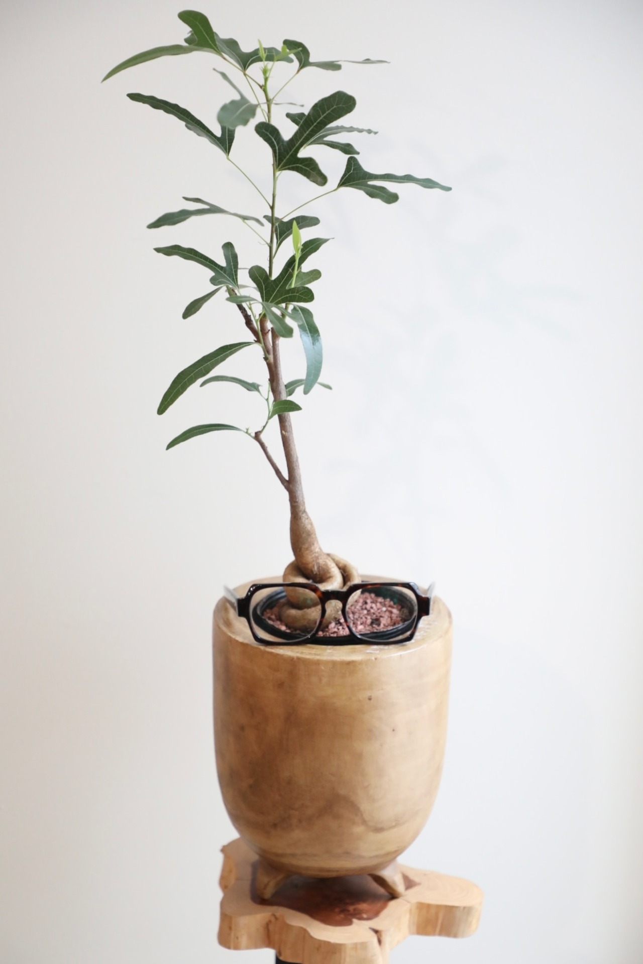 【M】ブラキキトン ビドウィリー/Brachychiton 　※ウッド鉢カバー付き