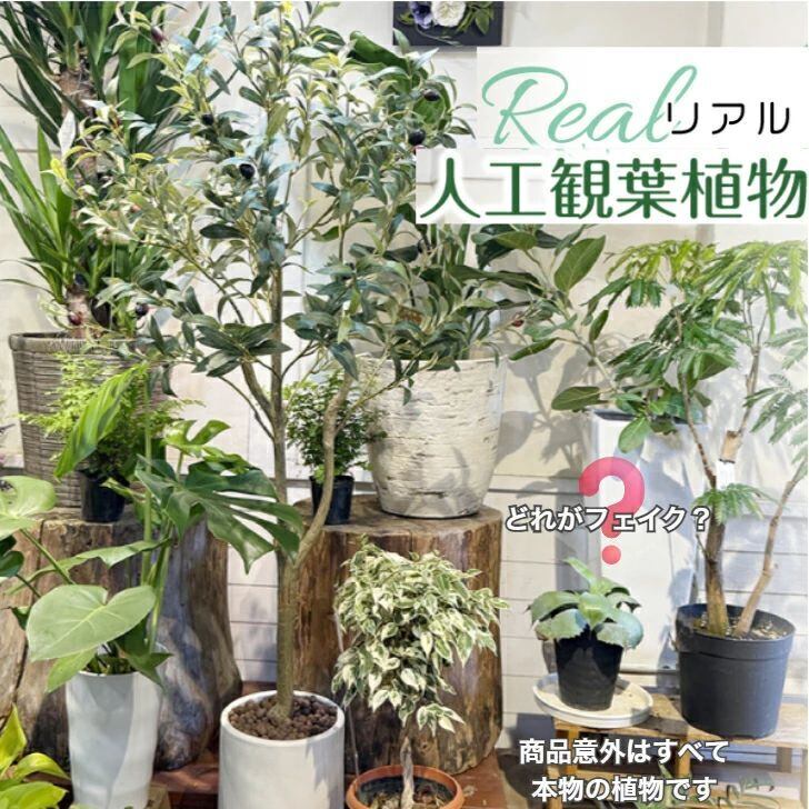 生花店監修】 フェイクグリーン オリーブ オリーブの木 リアル 人工