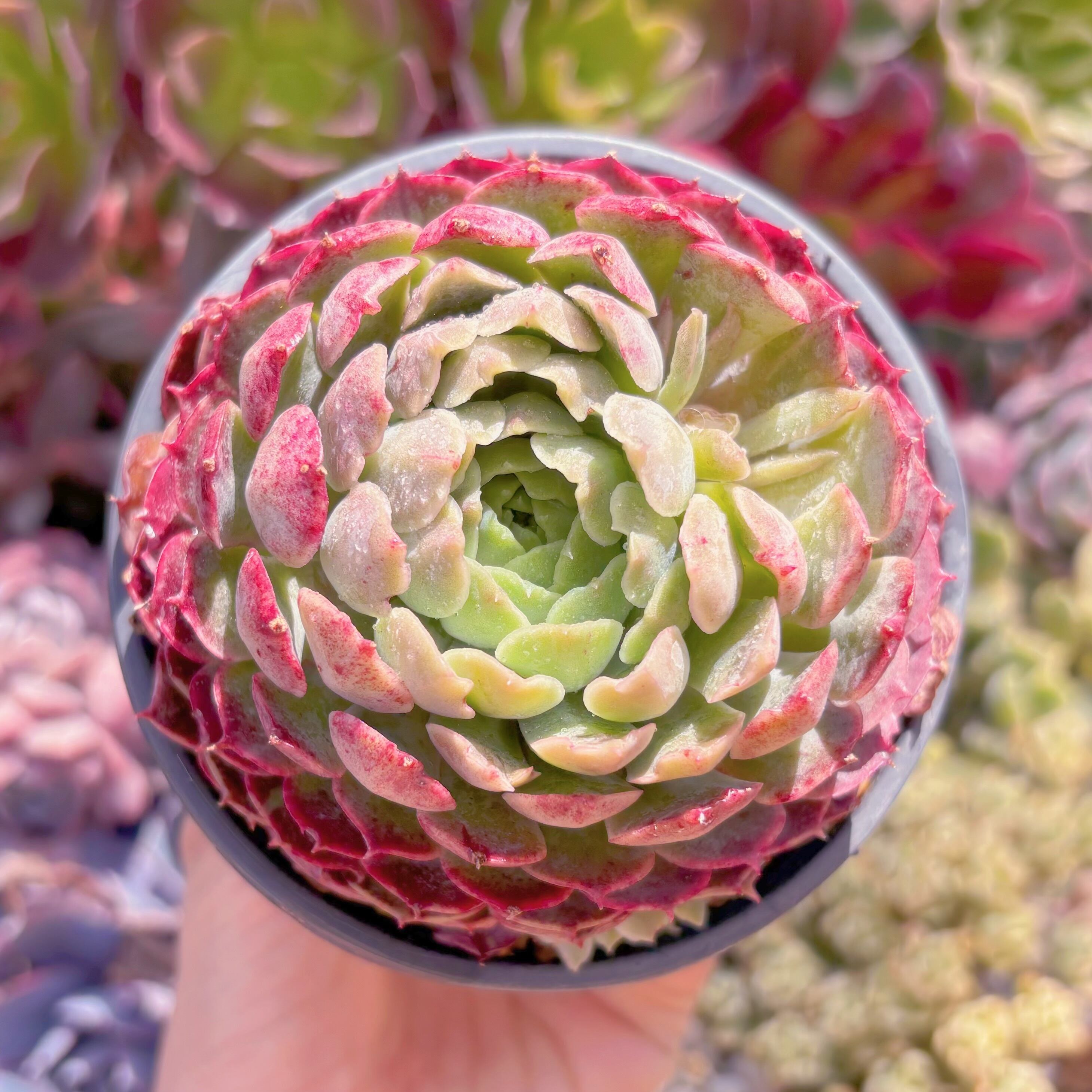 現品　朱砂痣#800　大苗　るる農園