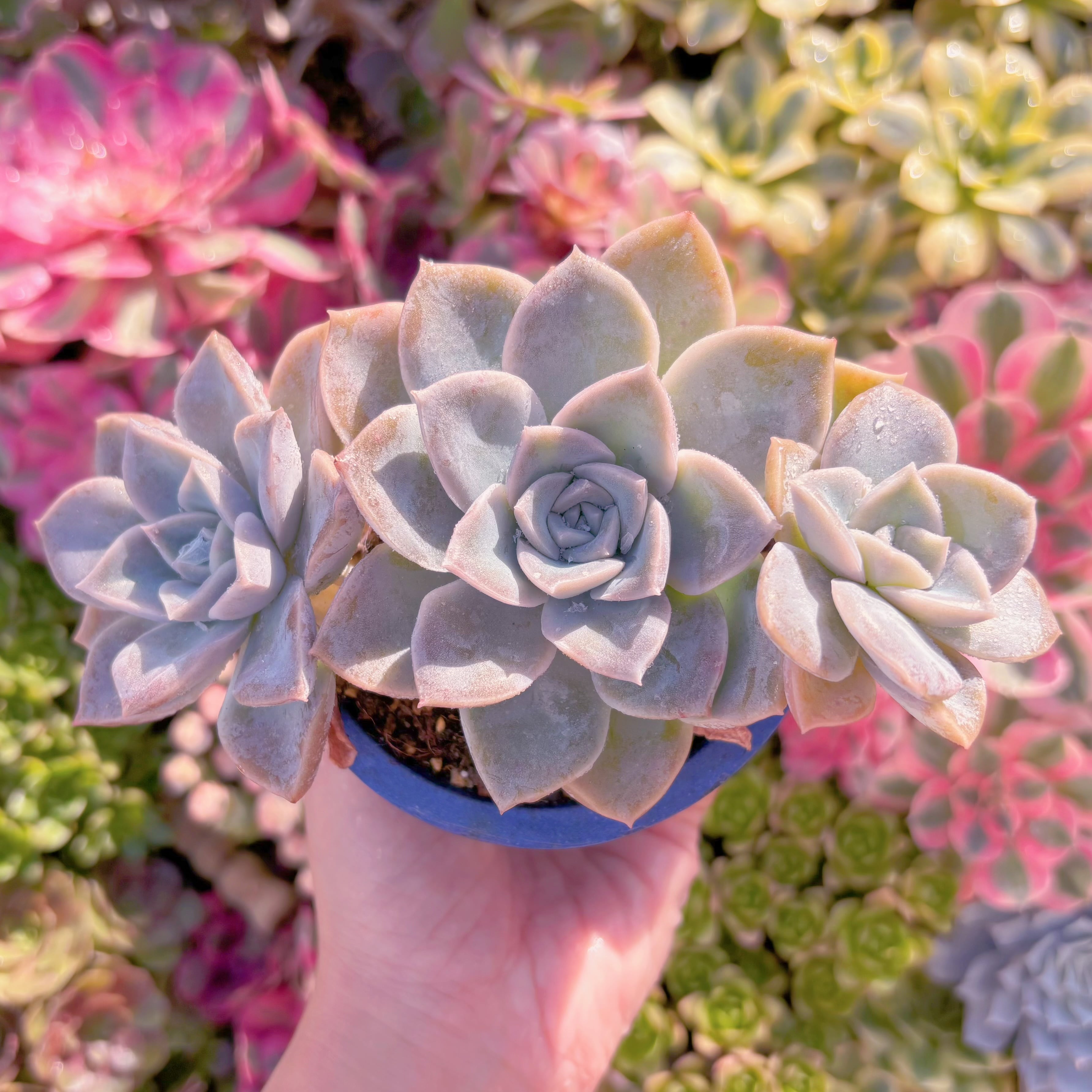 現品　ラブリーローズx白牡丹#A88　群生　るる農園